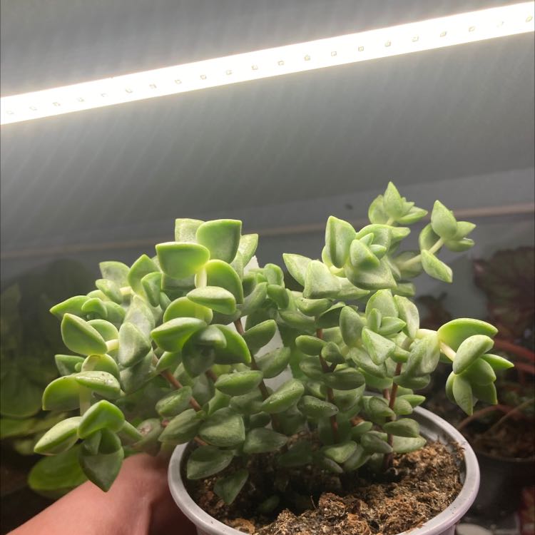Crassula rupestris plant in a small pot with visible soil, held by a hand.