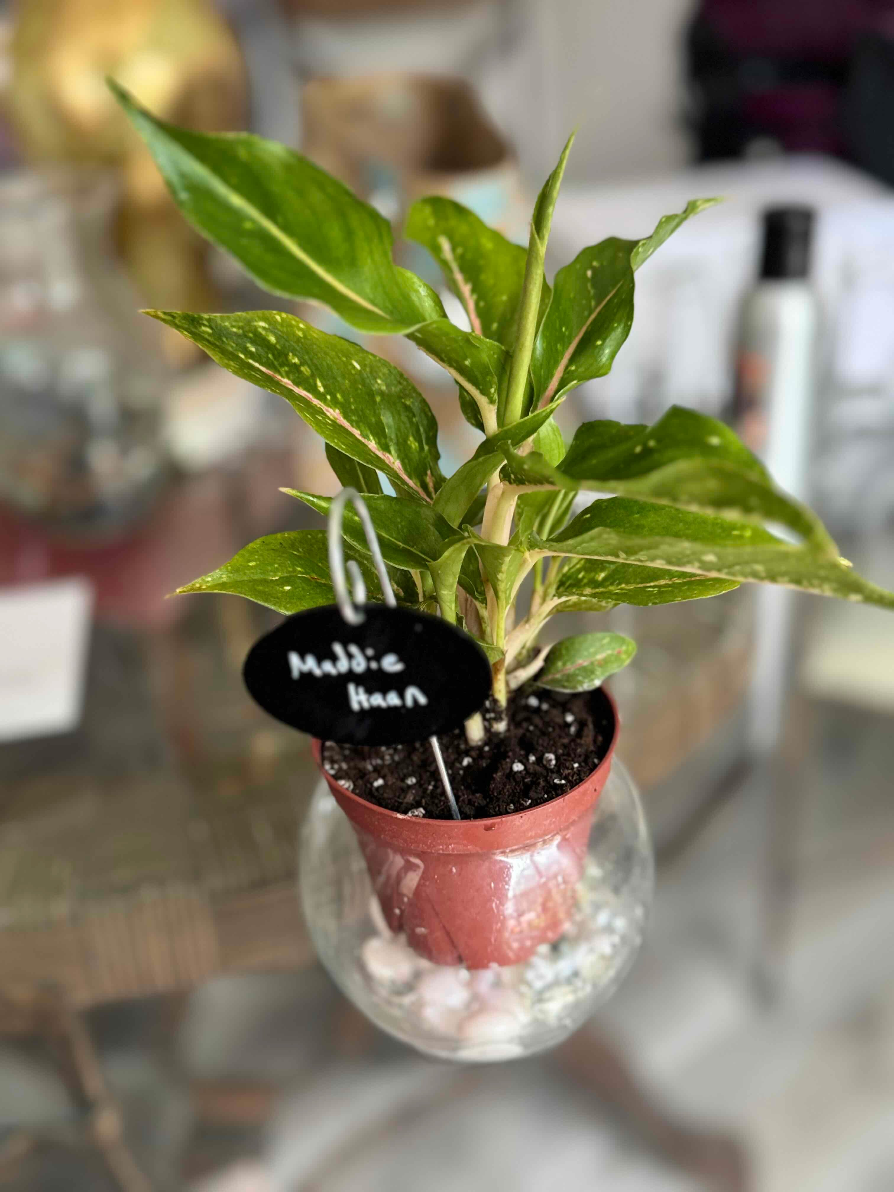 Plant care for Aglaonema commutatum 'Red Vein' on Greg, the plant care app