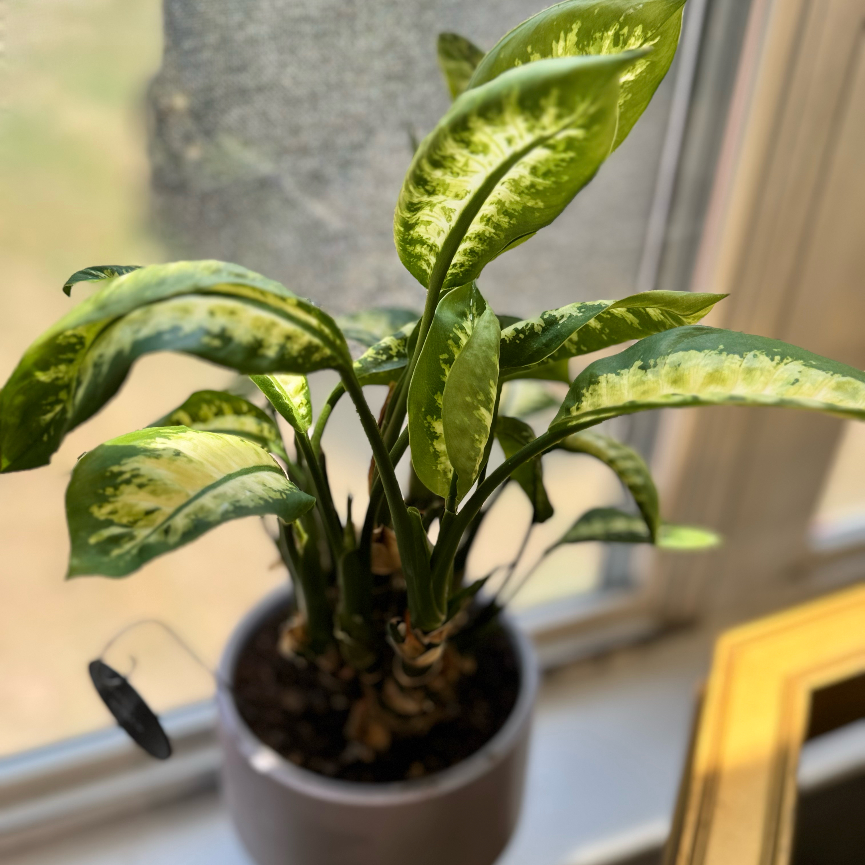 Photo of the plant species Dieffenbachia 'Tropic Snow' by @WonderWoman13 named Maya Wilkes on Greg, the plant care app