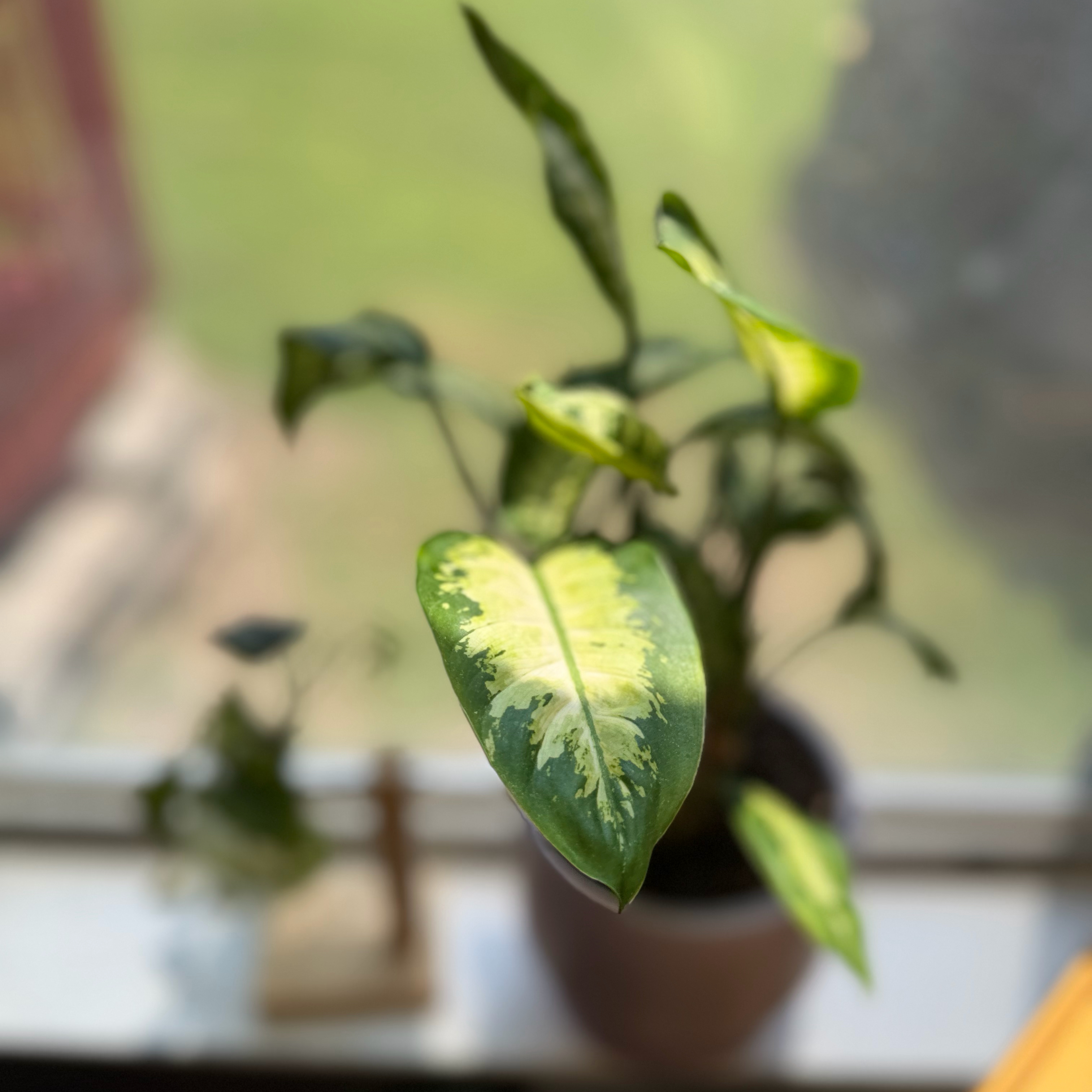 Photo of the plant species Dieffenbachia 'Tropic Snow' by @WonderWoman13 named Maya Wilkes on Greg, the plant care app