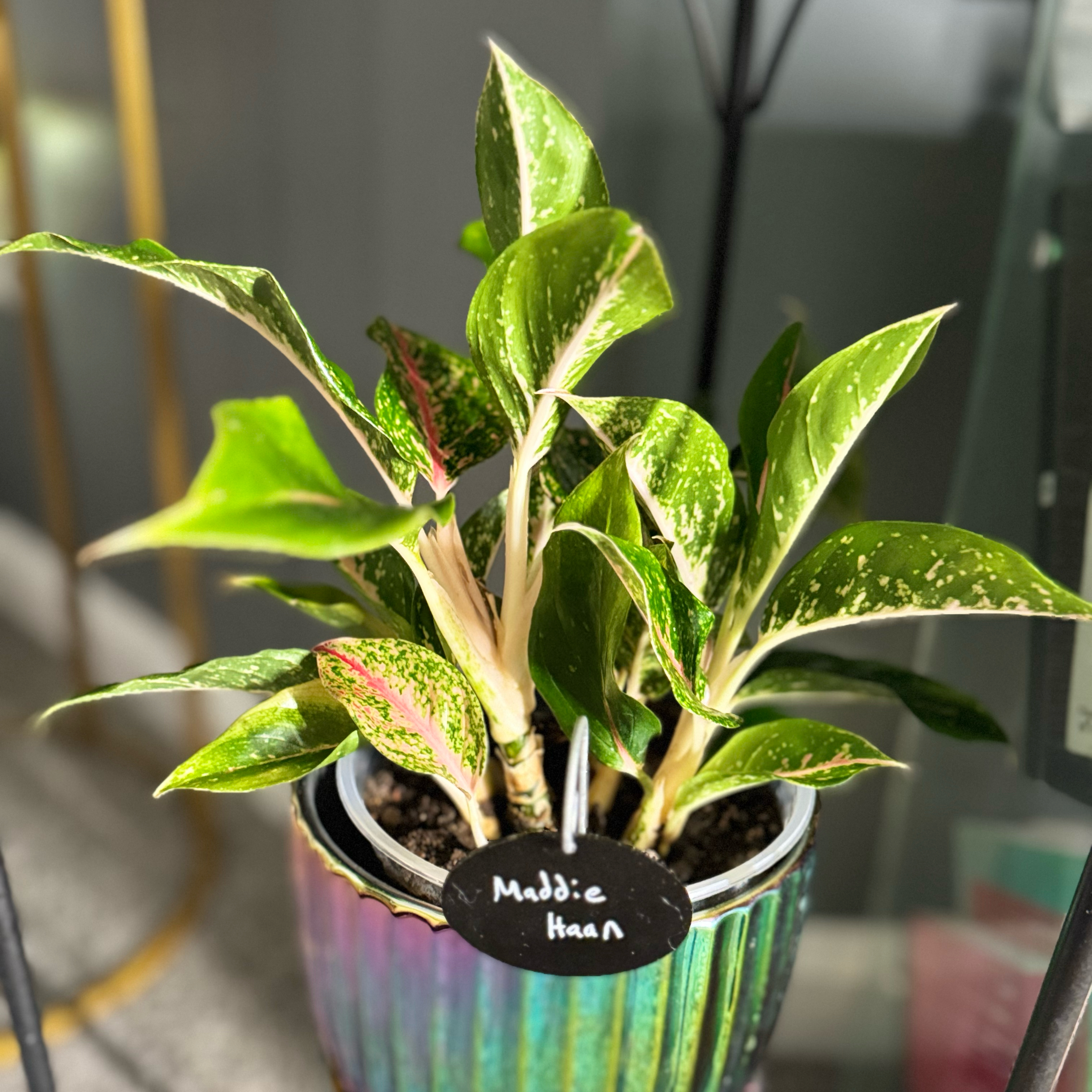 Photo of the plant species Aglaonema 'Night Sparkle' by @WonderWoman13 named Maddie Haan on Greg, the plant care app