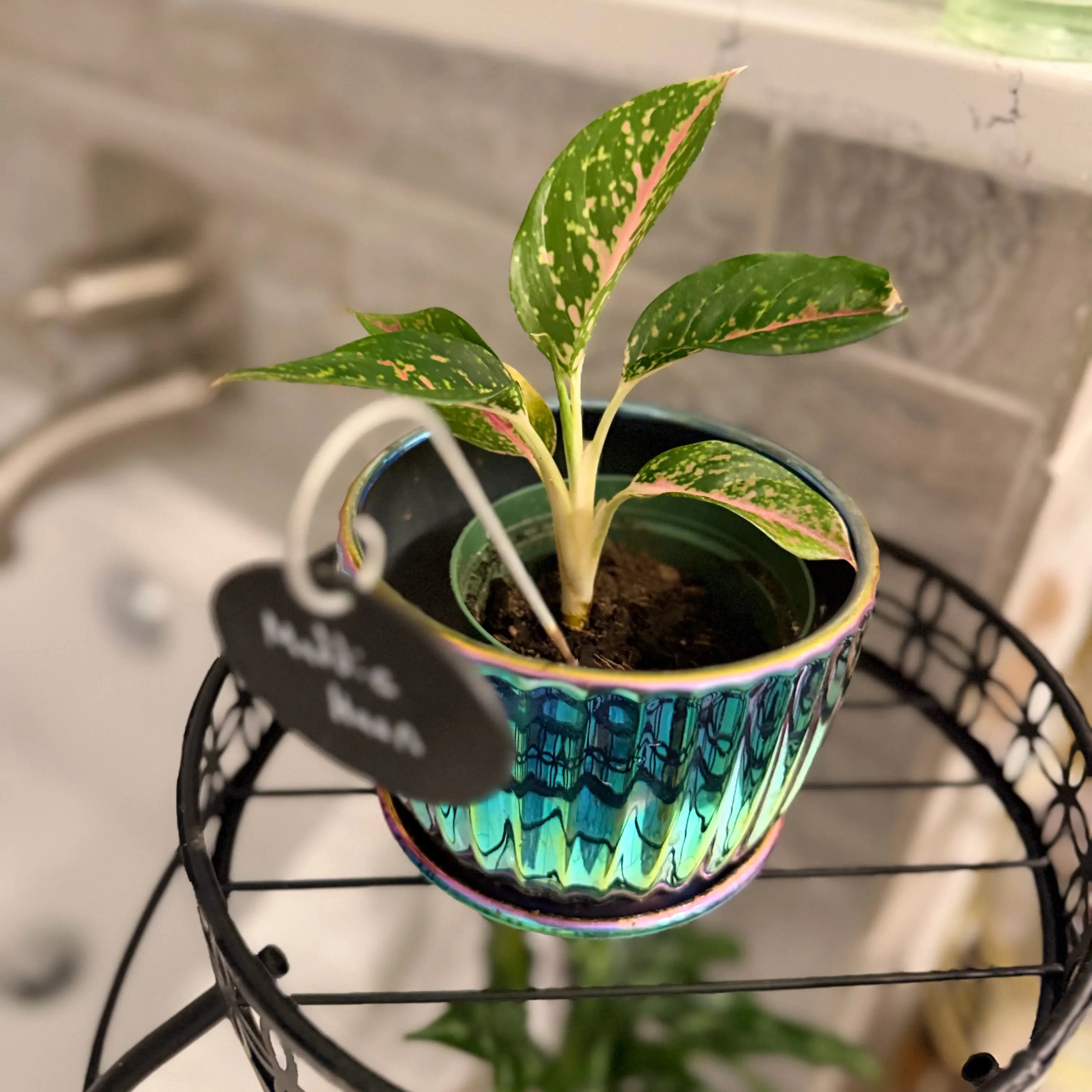 Photo of the plant species Aglaonema 'Night Sparkle' by @WonderWoman13 named Maddie Haan on Greg, the plant care app