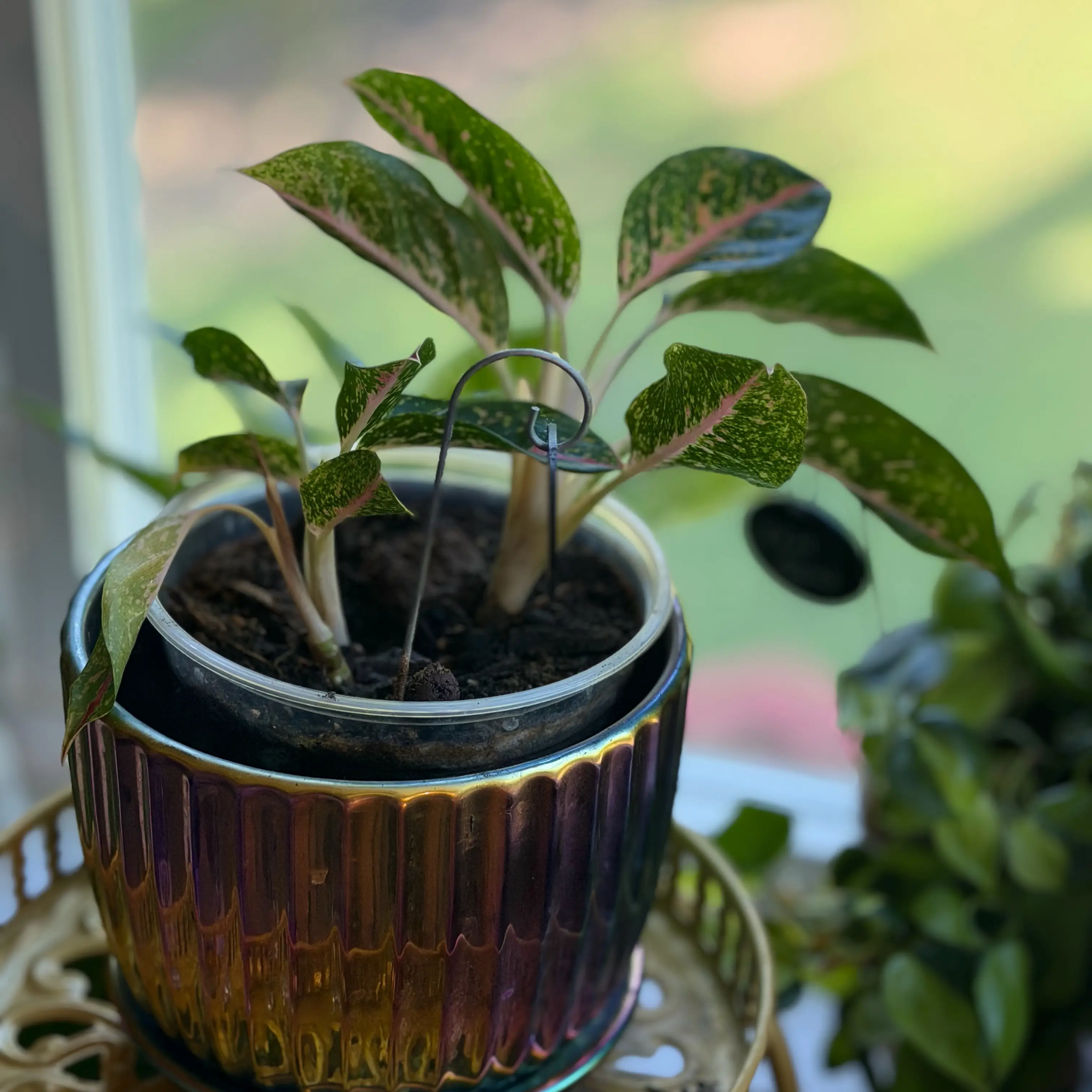 Photo of the plant species Aglaonema 'Night Sparkle' by @WonderWoman13 named Maddie Haan on Greg, the plant care app