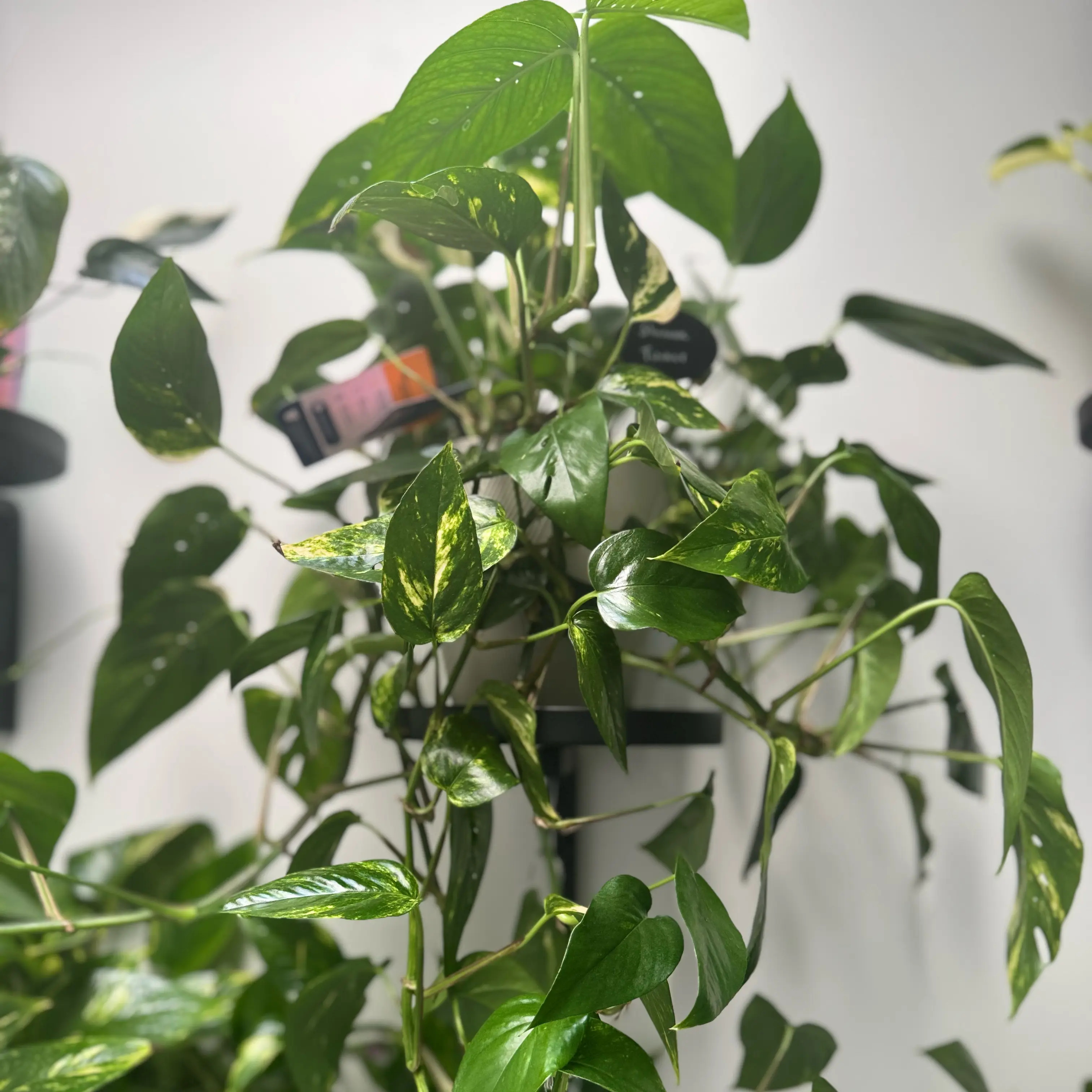 Photo of the plant species Yellow Sunrise Pothos by @WonderWoman13 named Shantelle Tucker on Greg, the plant care app