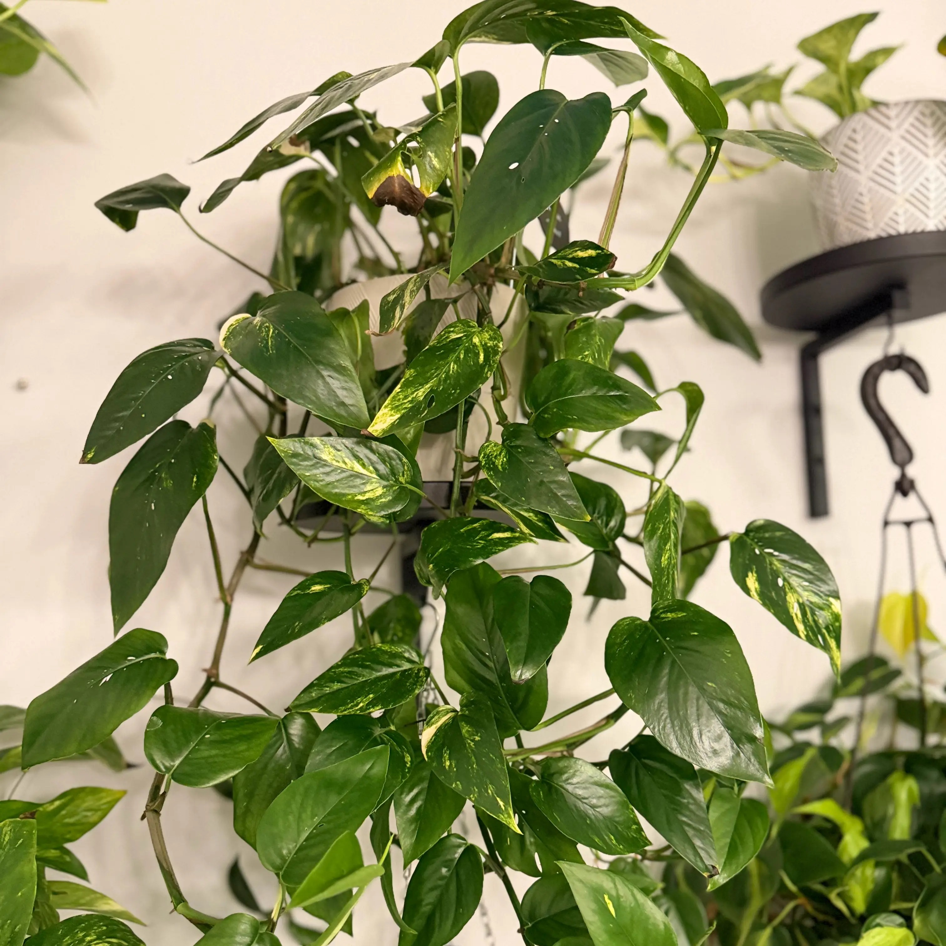 Photo of the plant species Yellow Sunrise Pothos by @WonderWoman13 named Shantelle Tucker on Greg, the plant care app
