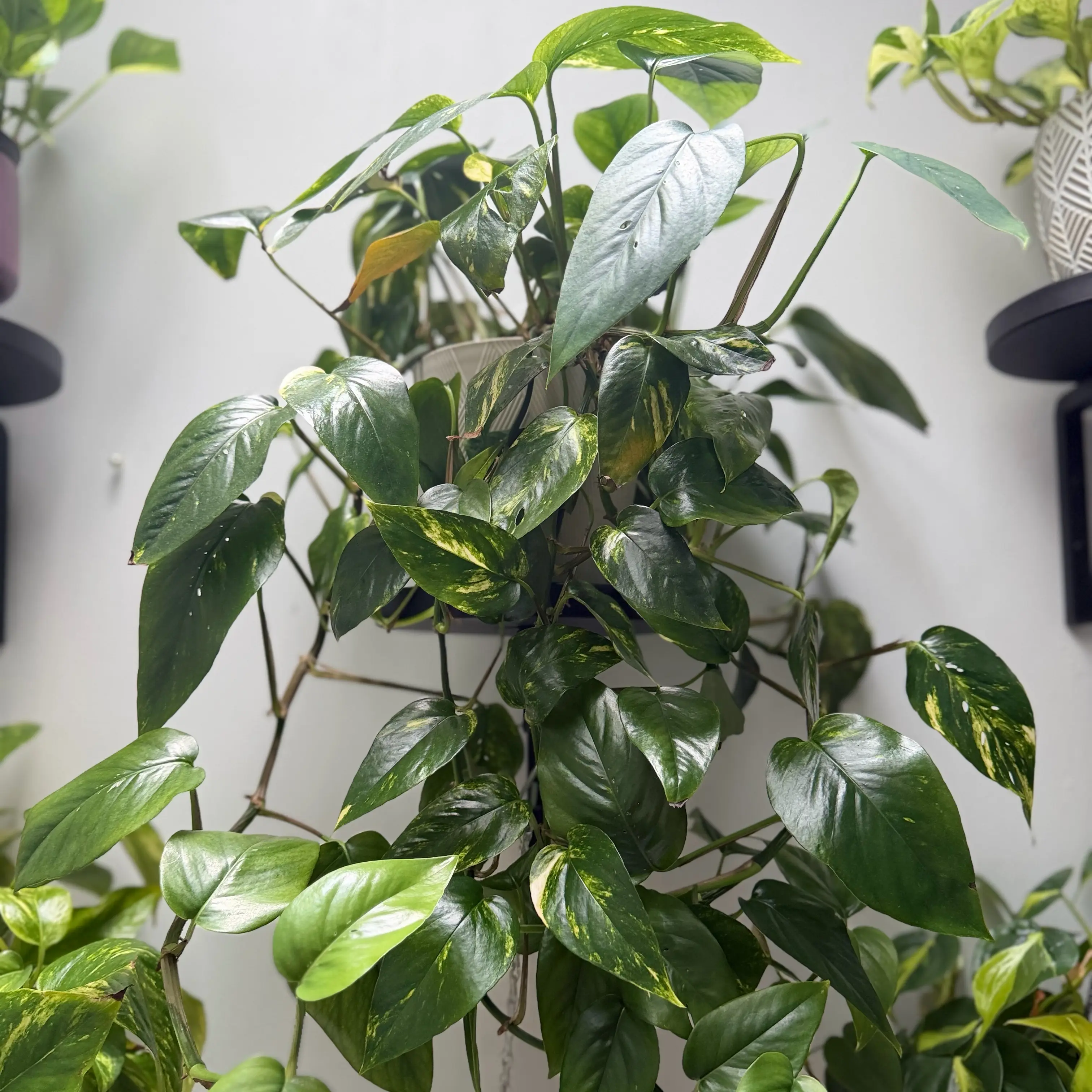 Photo of the plant species Yellow Sunrise Pothos by @WonderWoman13 named Shantelle Tucker on Greg, the plant care app