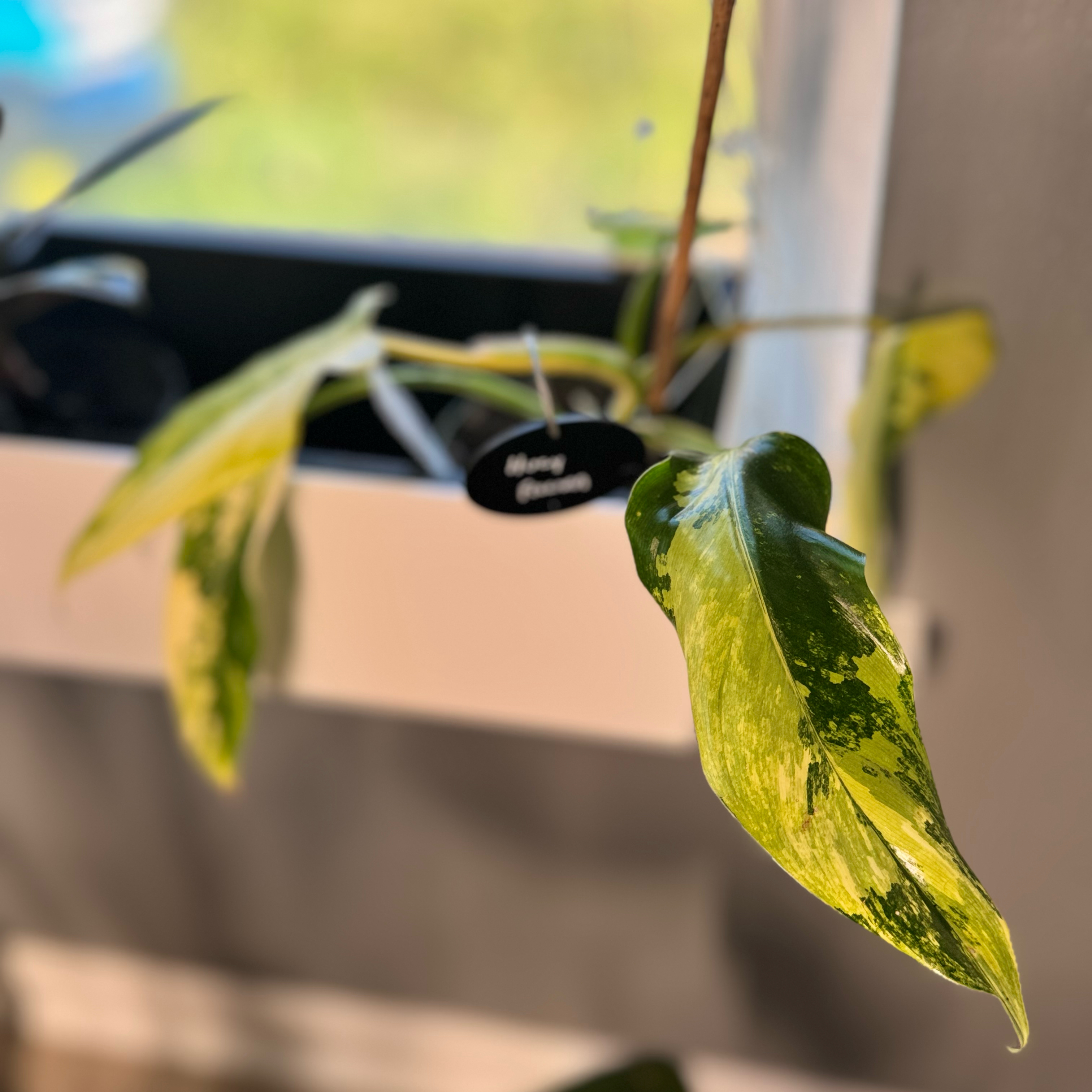 Photo of the plant species Variegated Philodendron by @WonderWoman13 named Huey Freeman on Greg, the plant care app