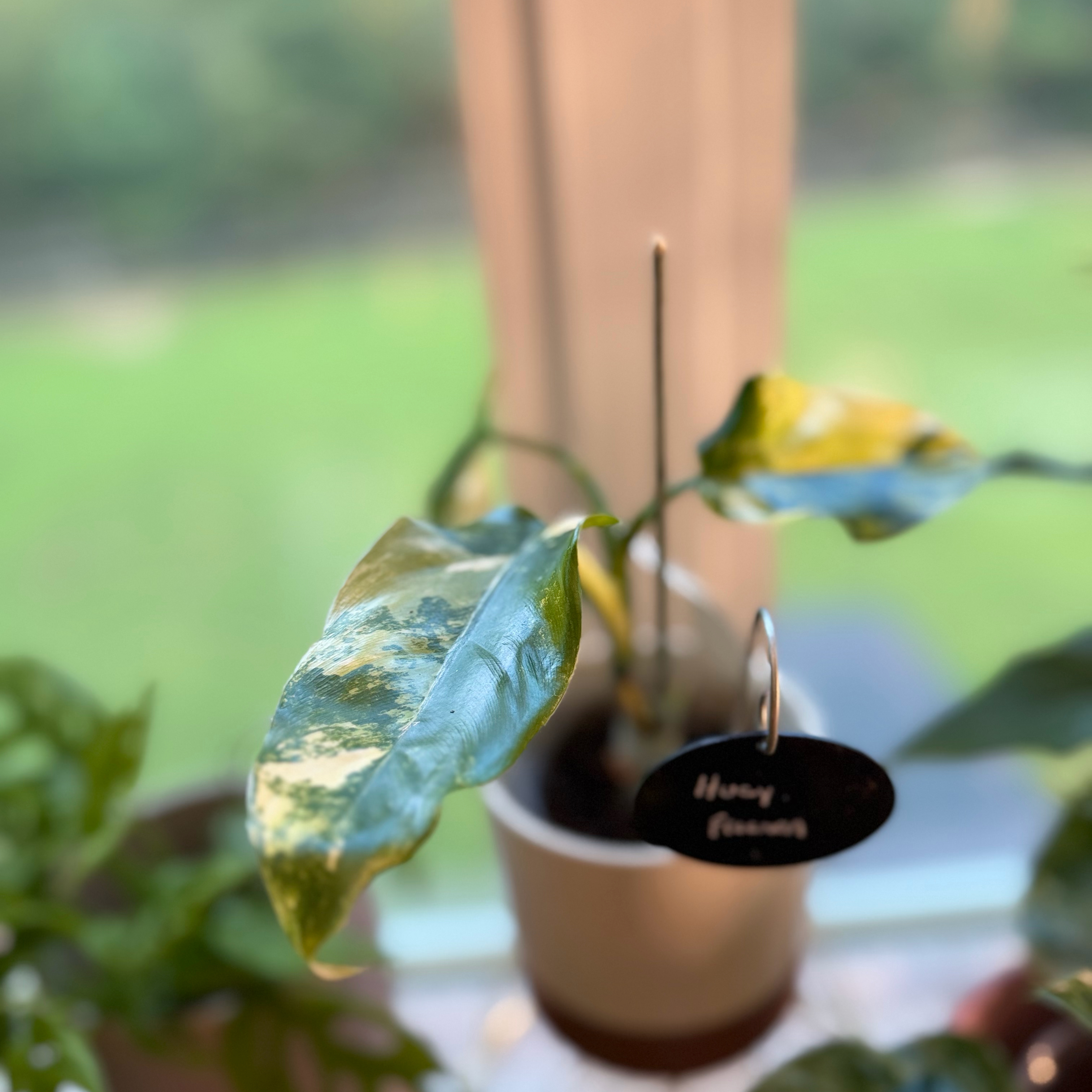 Photo of the plant species Variegated Philodendron by @WonderWoman13 named Huey Freeman on Greg, the plant care app