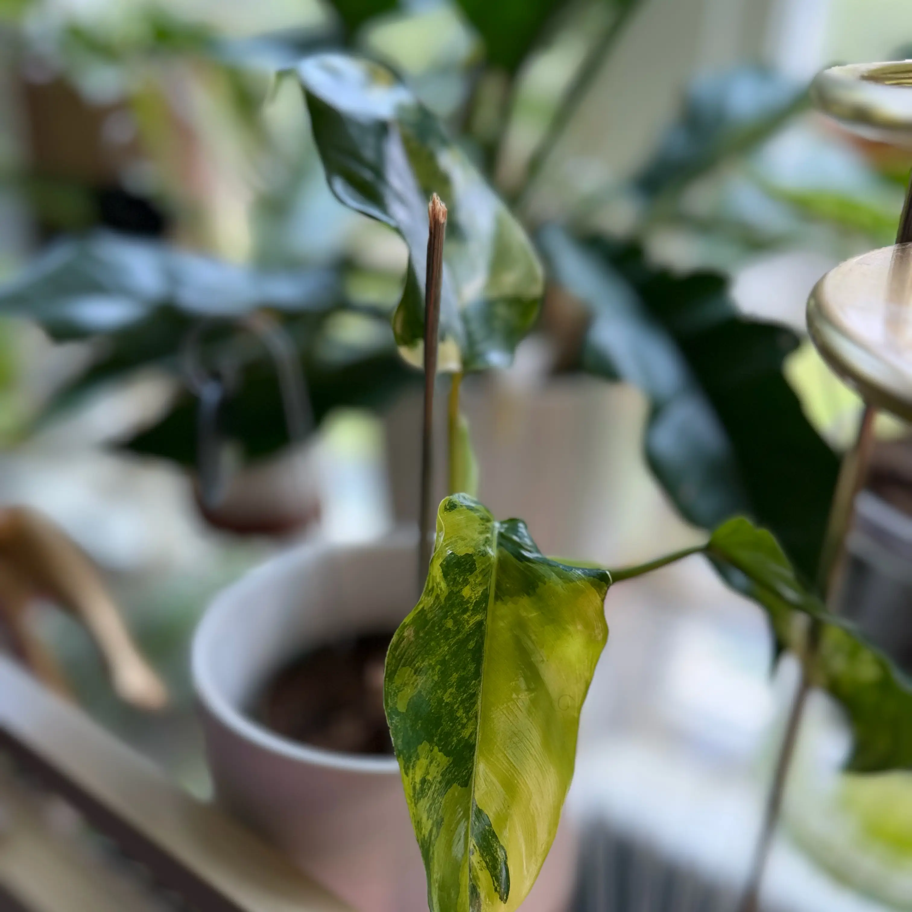 Photo of the plant species Variegated Philodendron by @WonderWoman13 named Huey Freeman on Greg, the plant care app