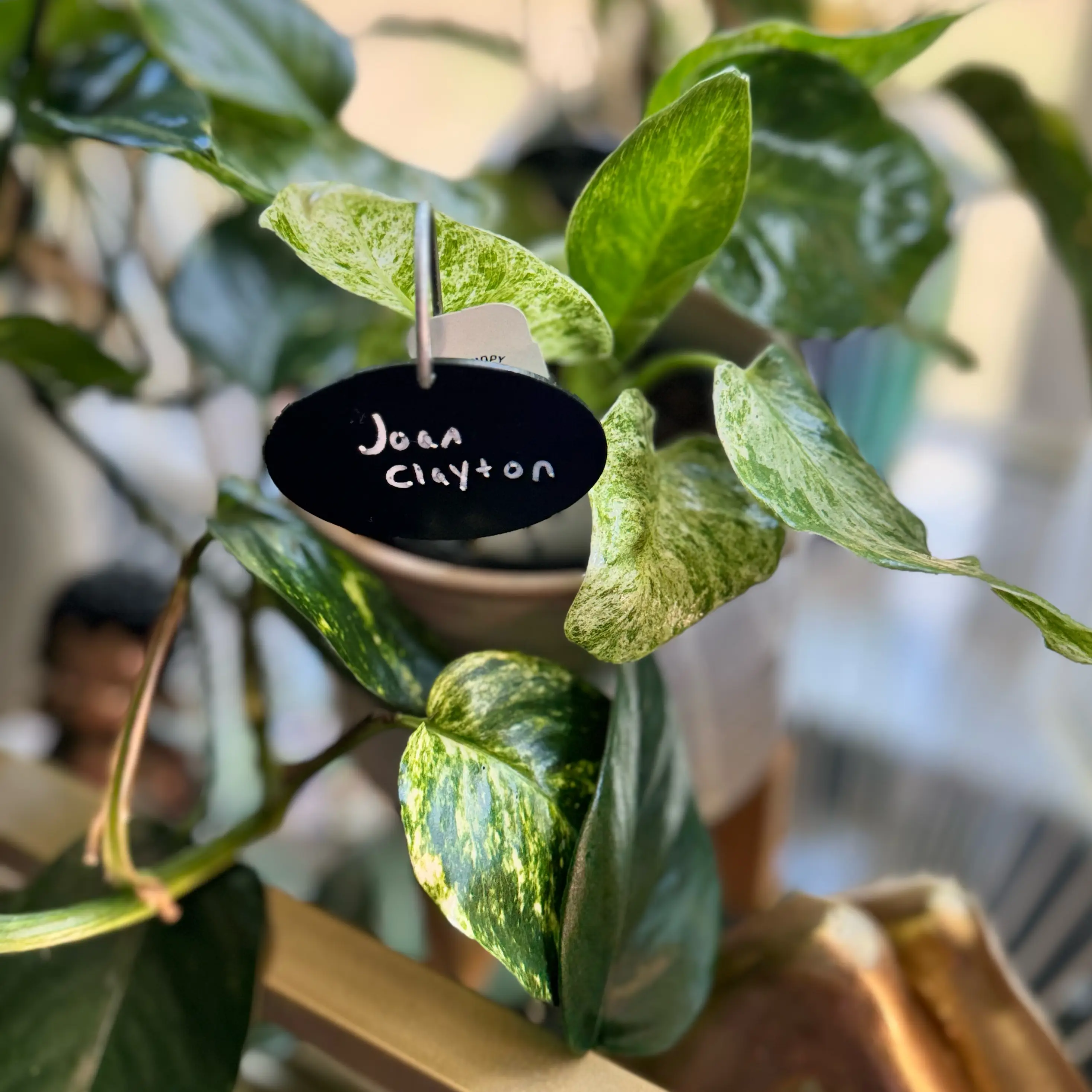 Photo of the plant species Philodendron giganteum Variegated Blizzard by @WonderWoman13 named Joan Clayton on Greg, the plant care app