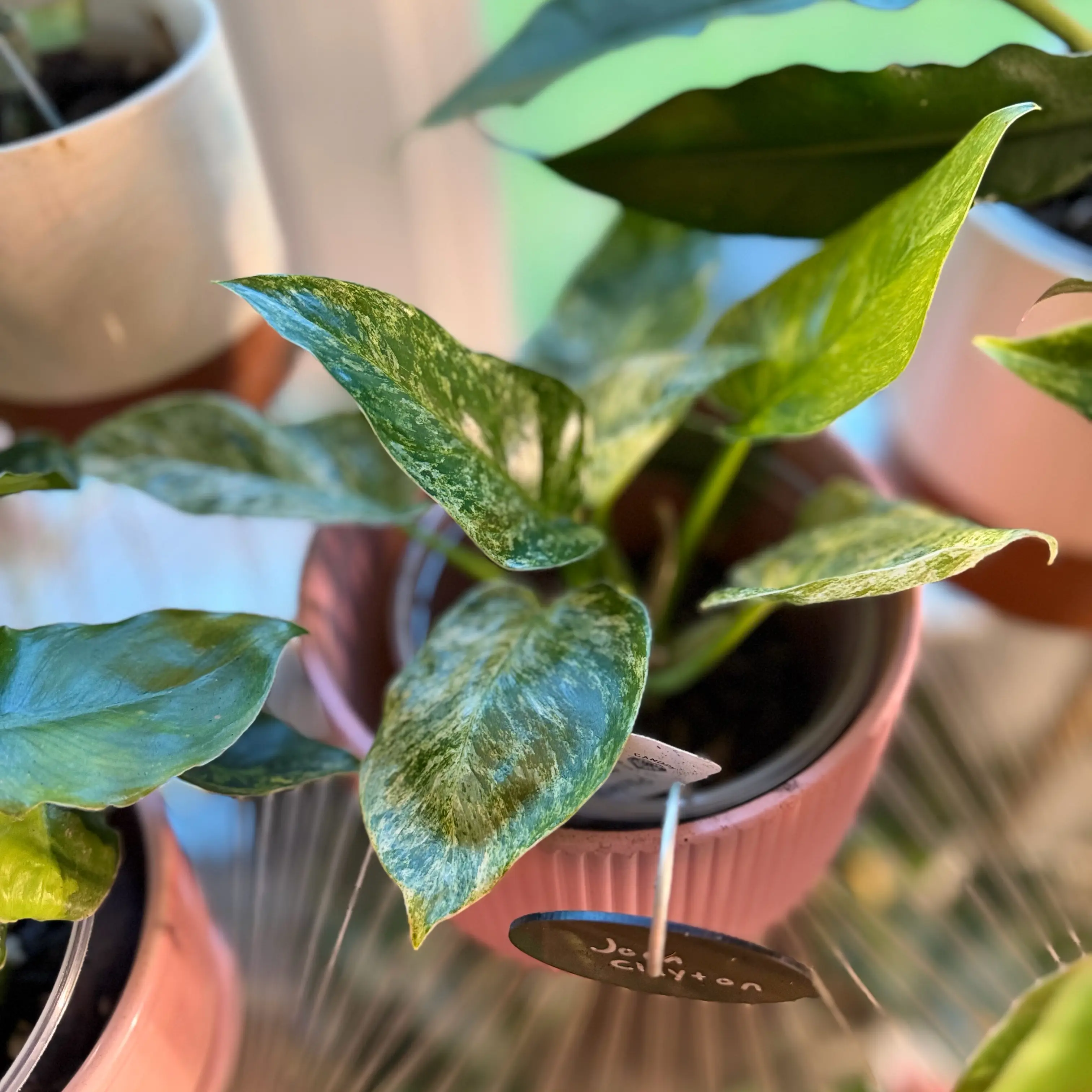 Photo of the plant species Philodendron giganteum Variegated Blizzard by @WonderWoman13 named Joan Clayton on Greg, the plant care app