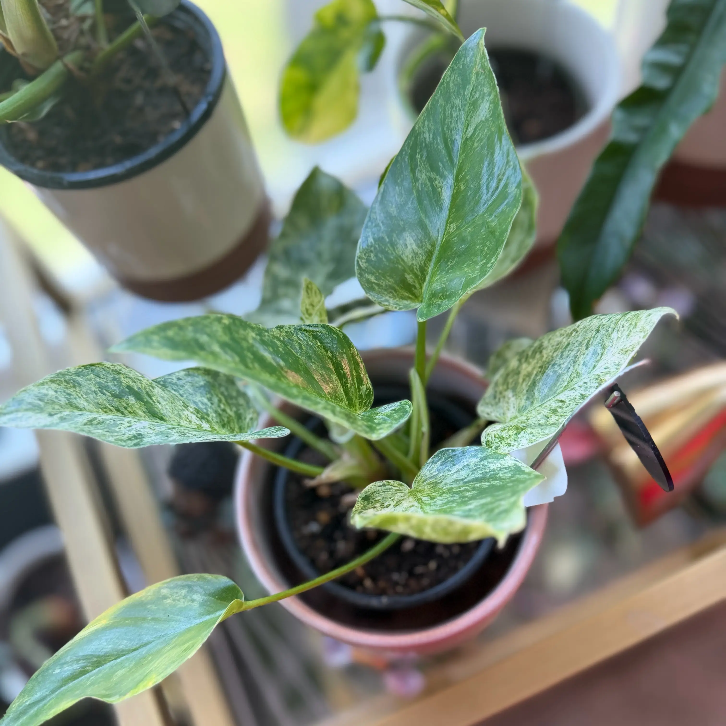 Photo of the plant species Philodendron giganteum Variegated Blizzard by @WonderWoman13 named Joan Clayton on Greg, the plant care app