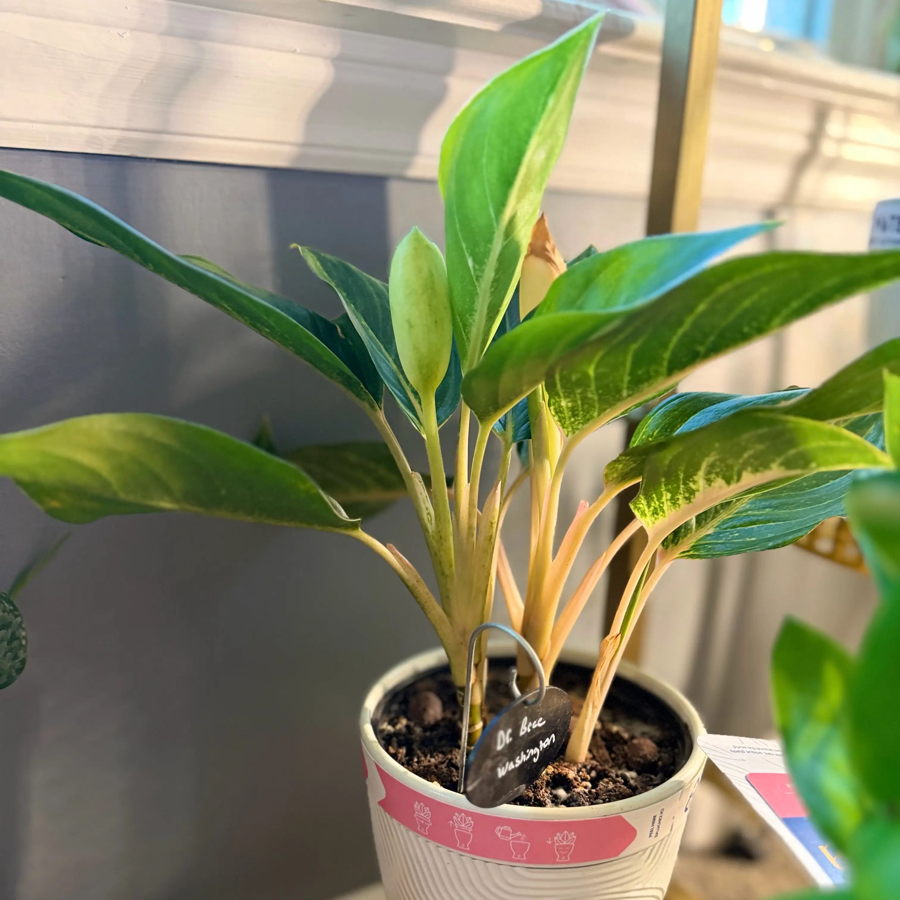 Photo of the plant species Aglaonema 'Golden Fluorite' by @WonderWoman13 named Dr. Bree Washington on Greg, the plant care app