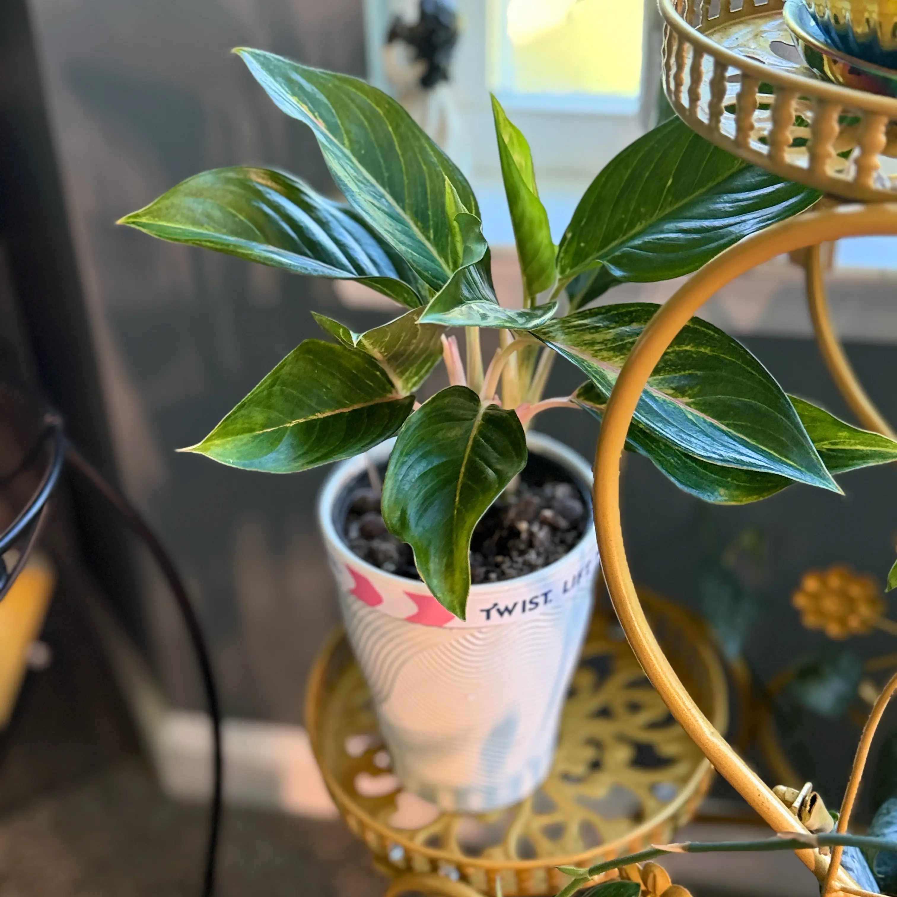 Photo of the plant species Aglaonema 'Golden Fluorite' by @WonderWoman13 named Dr. Bree Washington on Greg, the plant care app