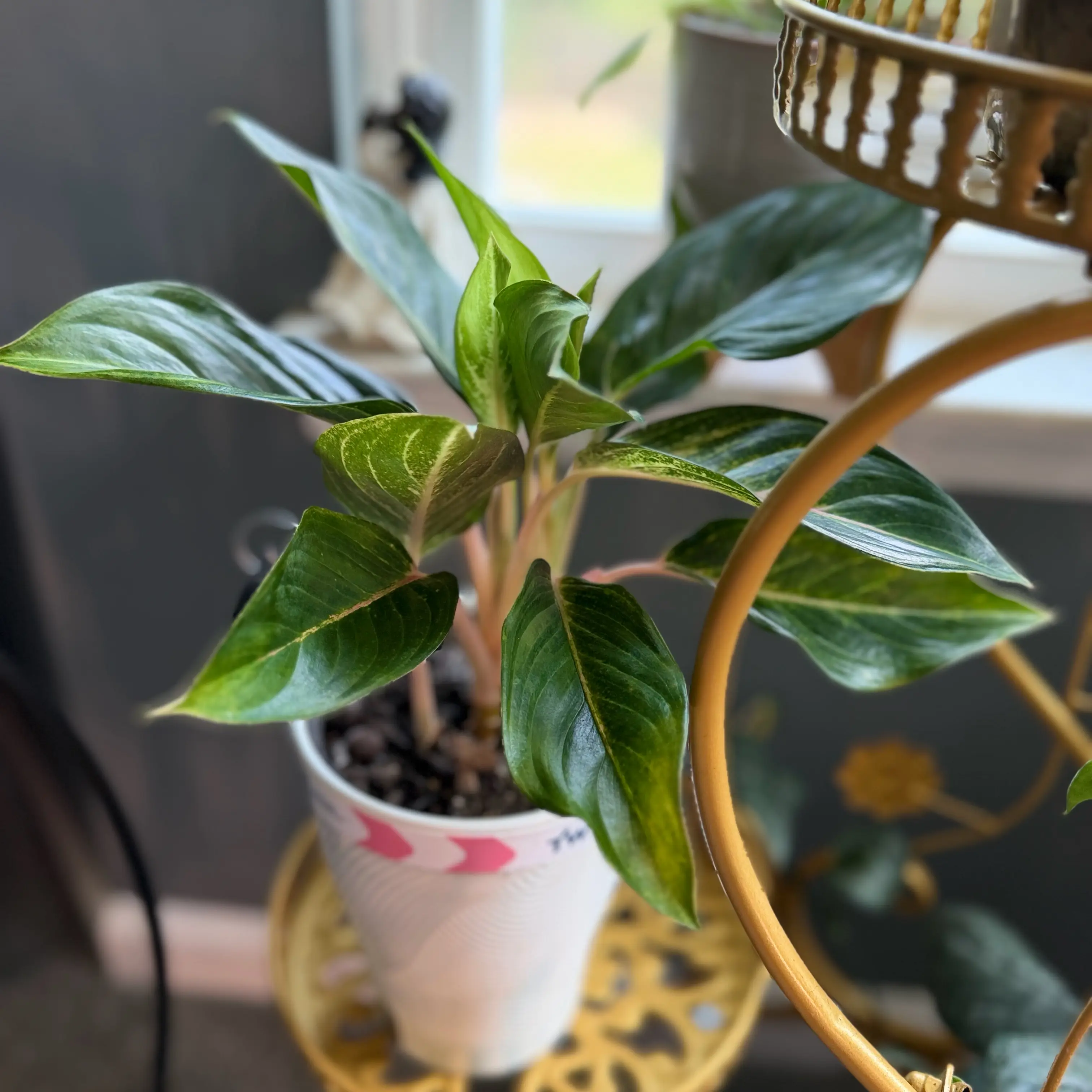 Photo of the plant species Aglaonema 'Golden Fluorite' by @WonderWoman13 named Dr. Bree Washington on Greg, the plant care app