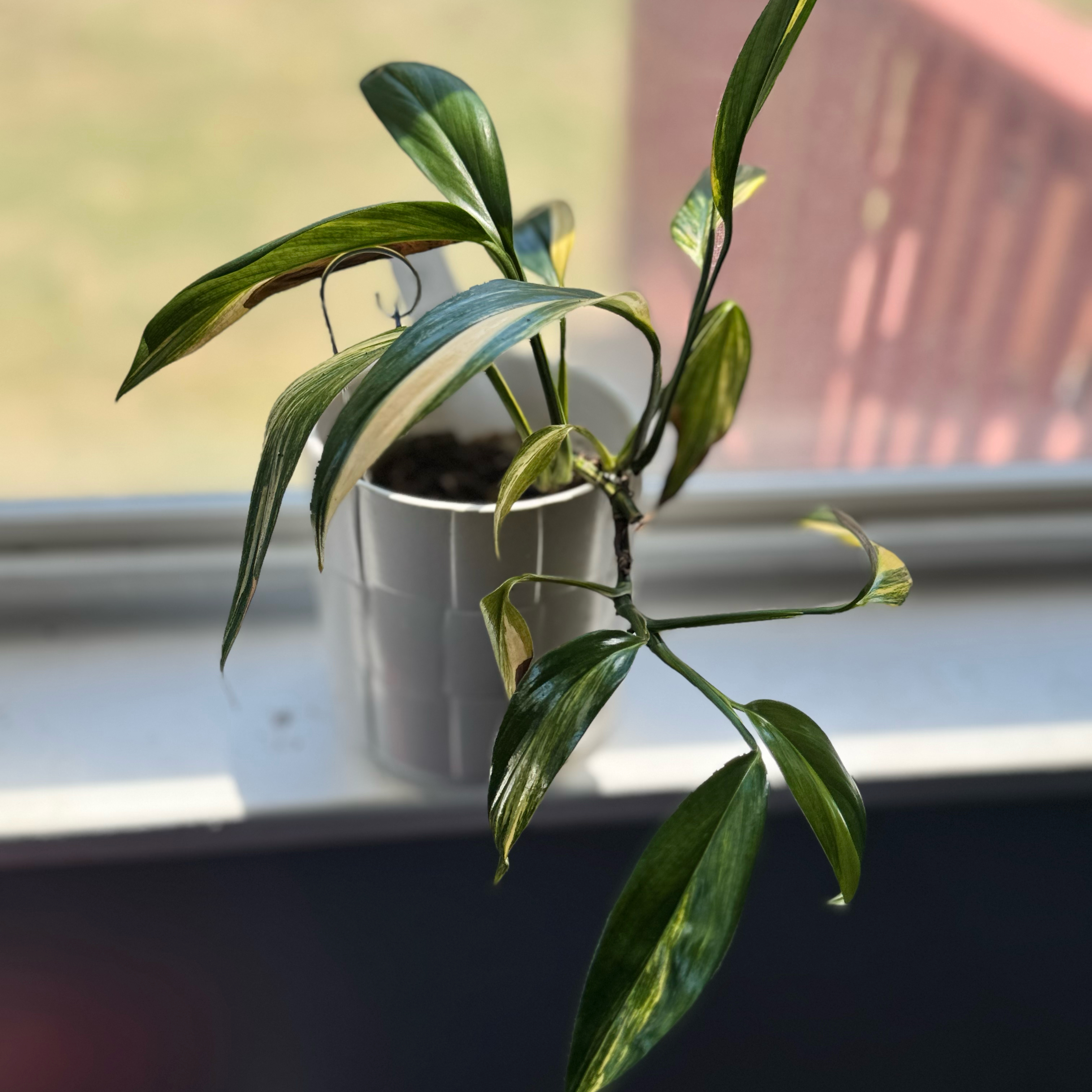 Photo of the plant species Variegated Epipremnum pinnatum by @WonderWoman13 named Lawrence Walker on Greg, the plant care app