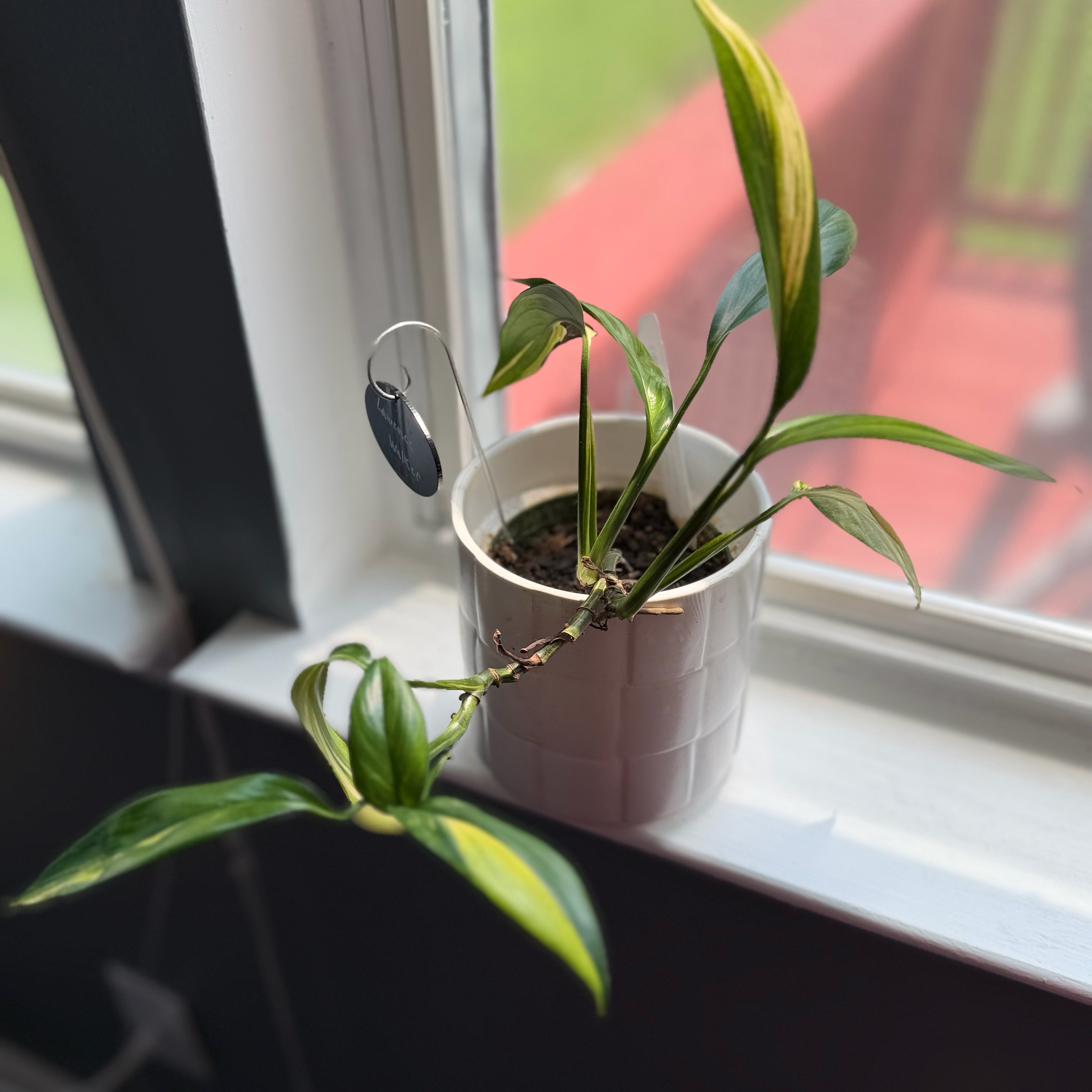 Photo of the plant species Variegated Epipremnum pinnatum by @WonderWoman13 named Lawrence Walker on Greg, the plant care app