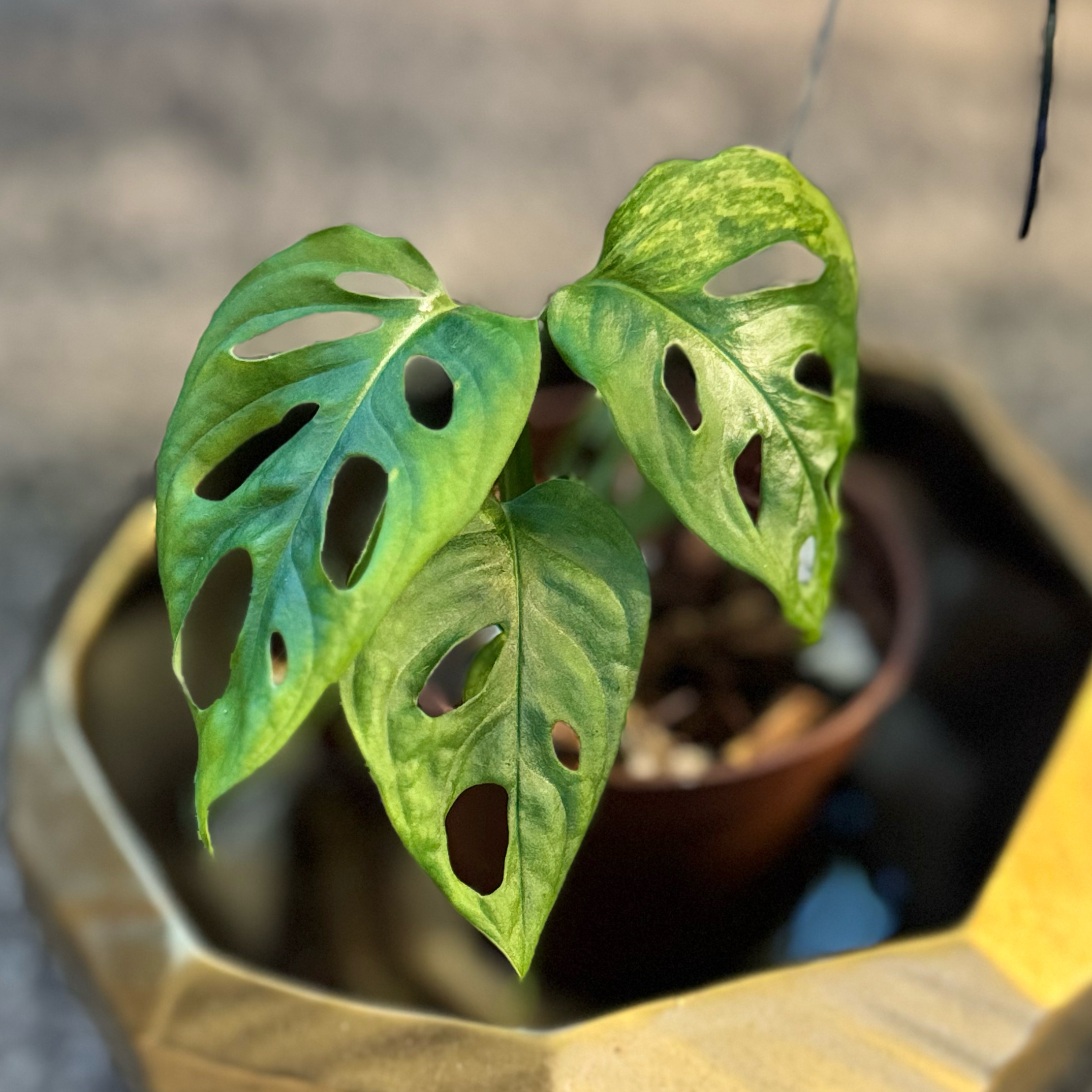 Photo of the plant species Monstera Adansonii Variegated by @WonderWoman13 named Currently in prop on Greg, the plant care app