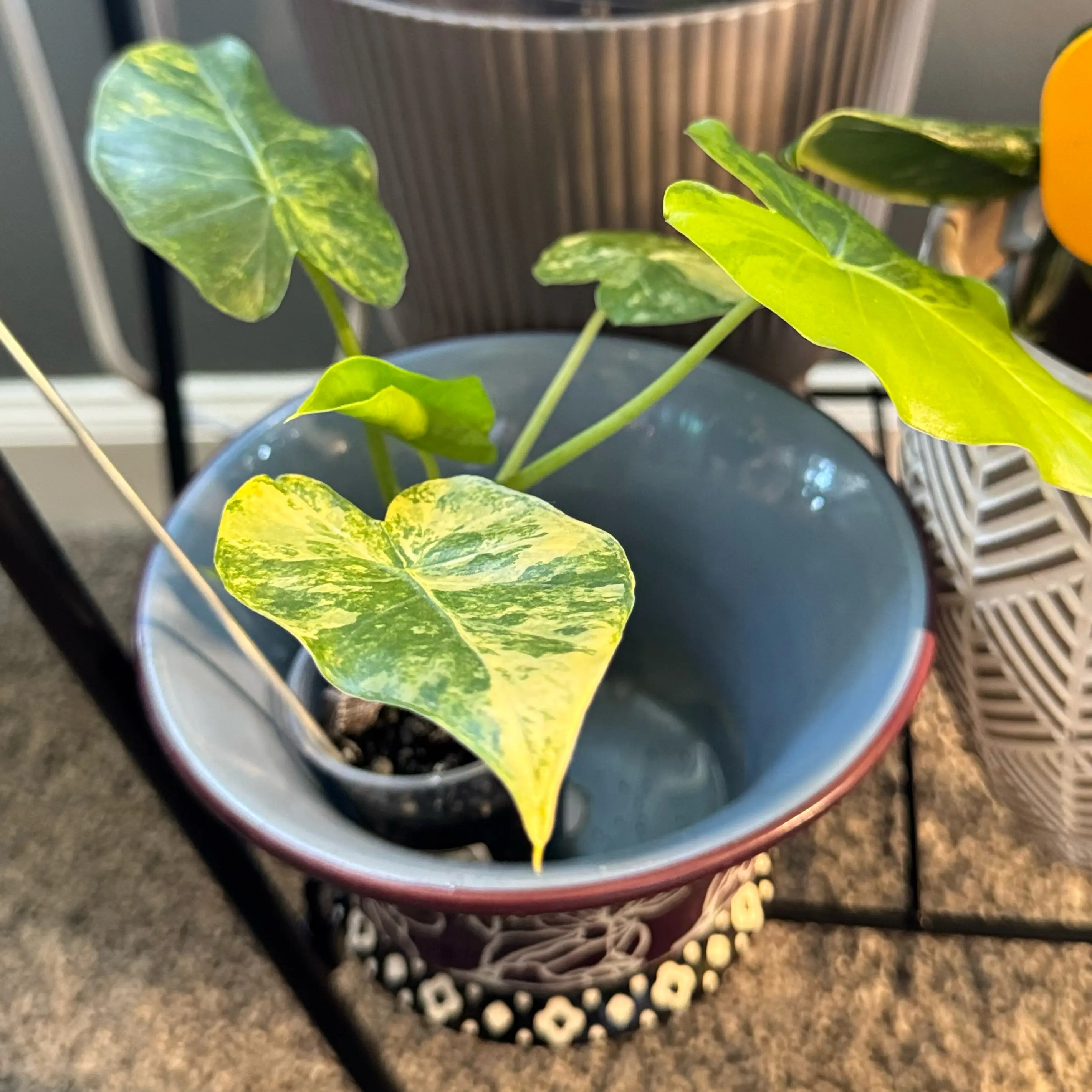 Photo of the plant species Alocasia Gageana Aurea Variegata by @WonderWoman13 named Regina Upshaw on Greg, the plant care app