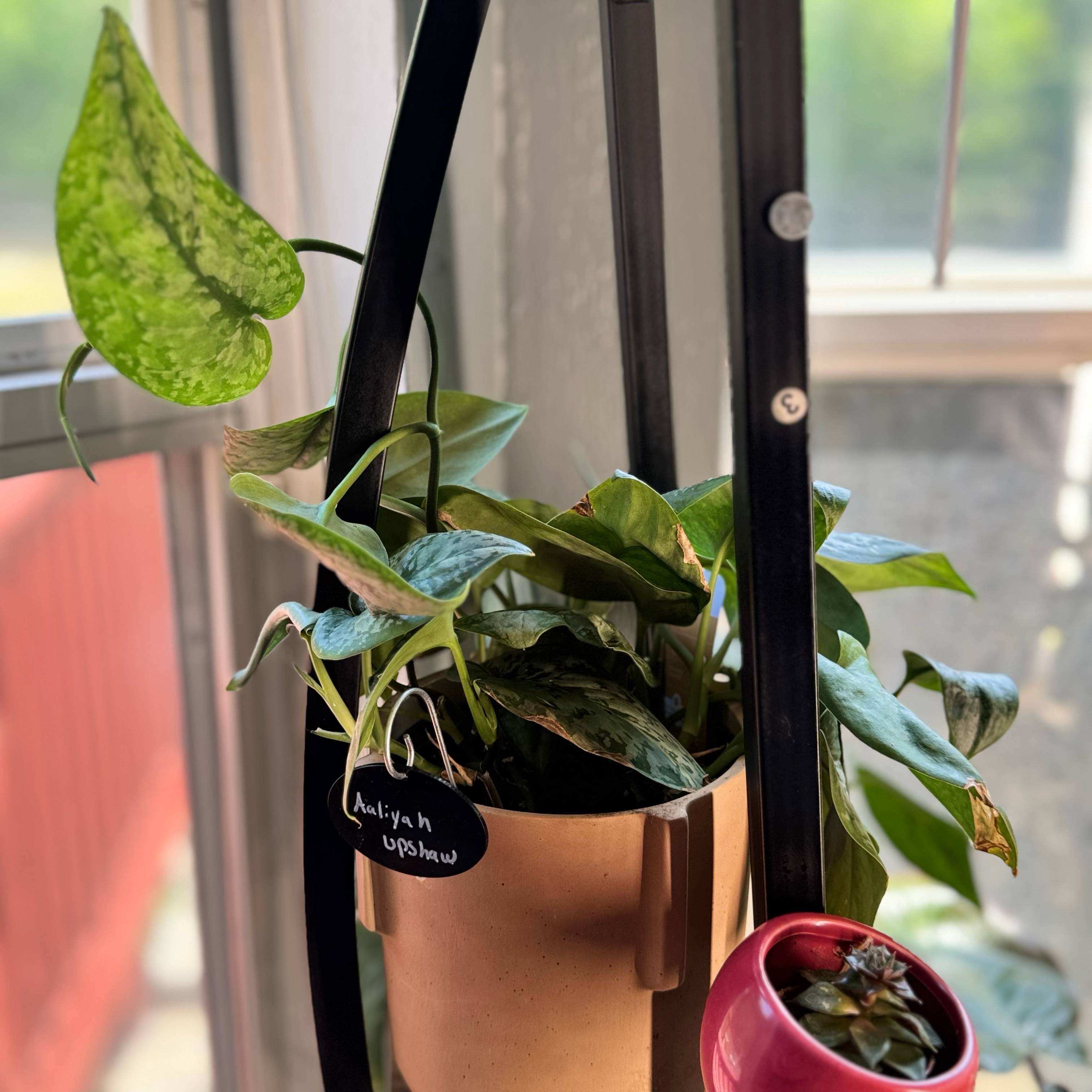 Photo of the plant species Scindapsus 'Mount Salak' by @WonderWoman13 named Aaliyah Upshaw on Greg, the plant care app