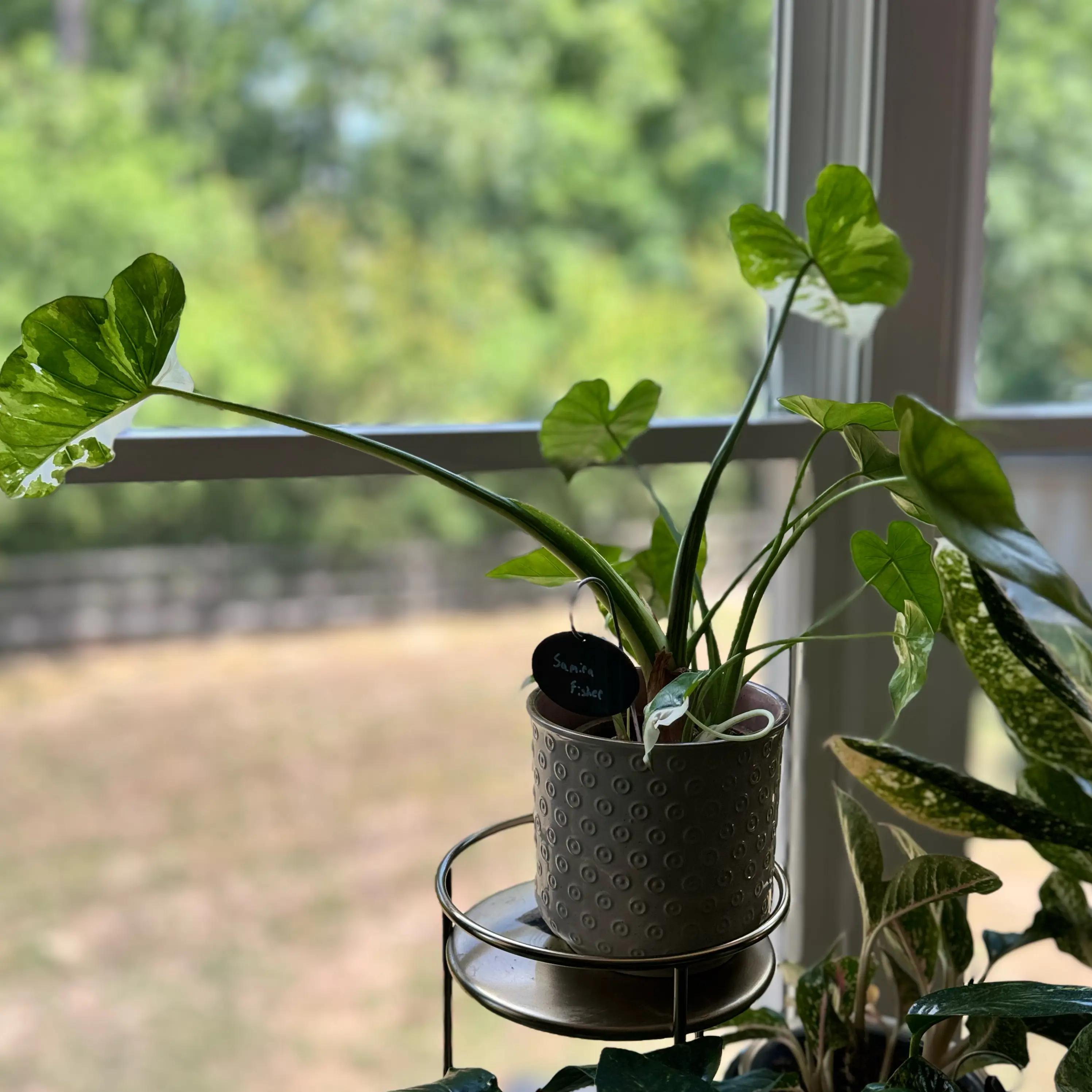 Photo of the plant species Alocasia Okinawa Silver by @WonderWoman13 named Samira Fisher on Greg, the plant care app