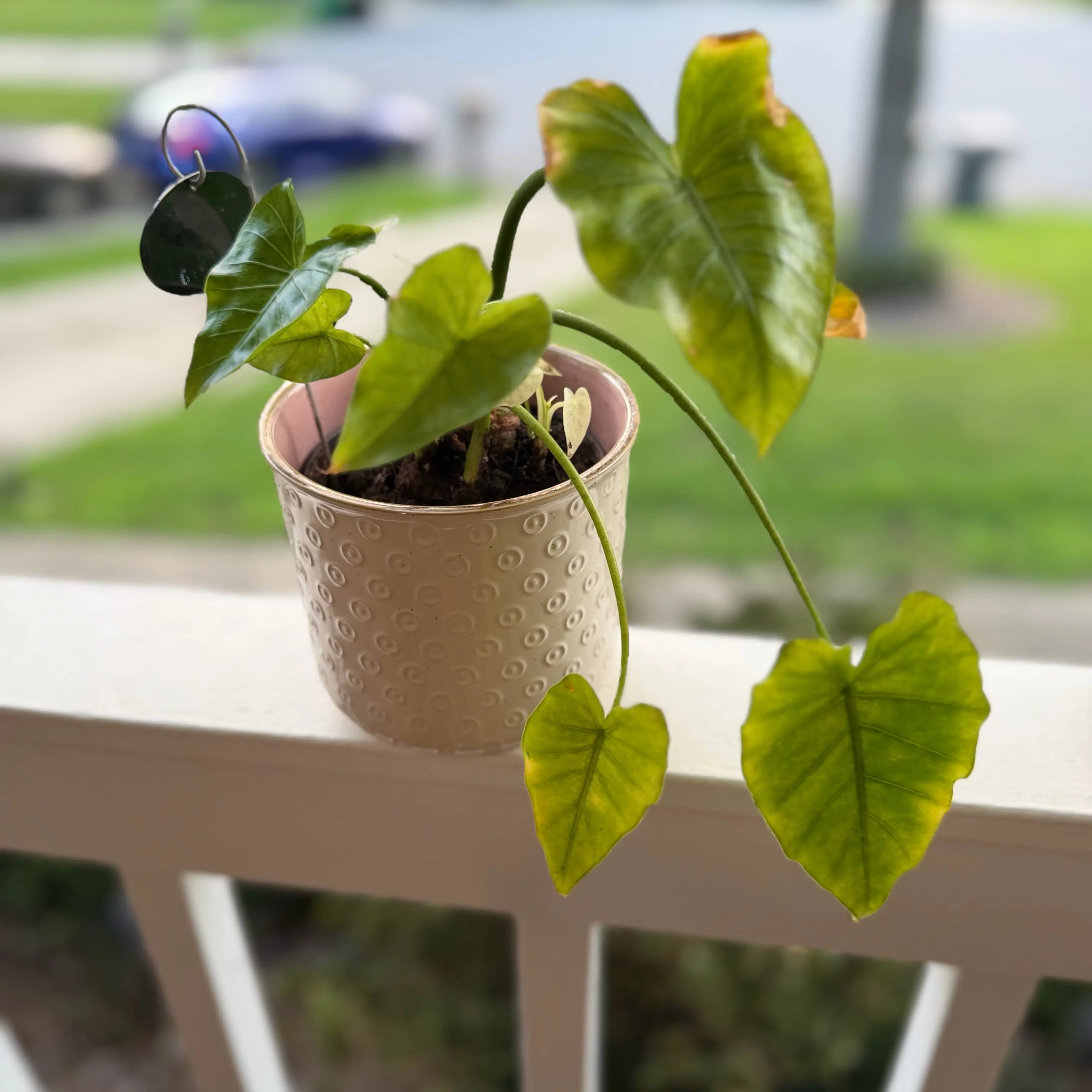 Photo of the plant species Alocasia Okinawa Silver by @WonderWoman13 named Samira Fisher on Greg, the plant care app