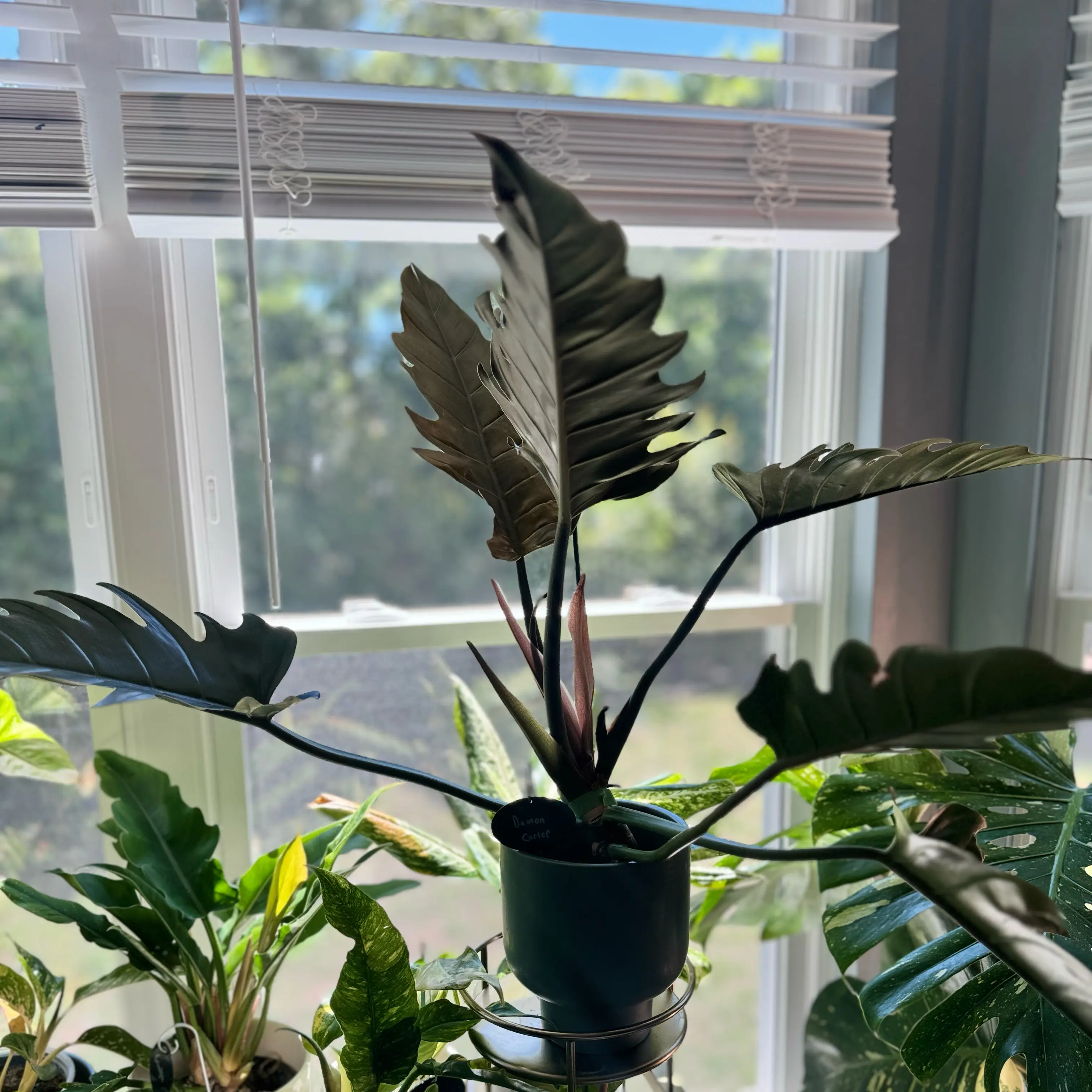 Photo of the plant species Philodendron 'Pluto' by @WonderWoman13 named Damon Carter on Greg, the plant care app