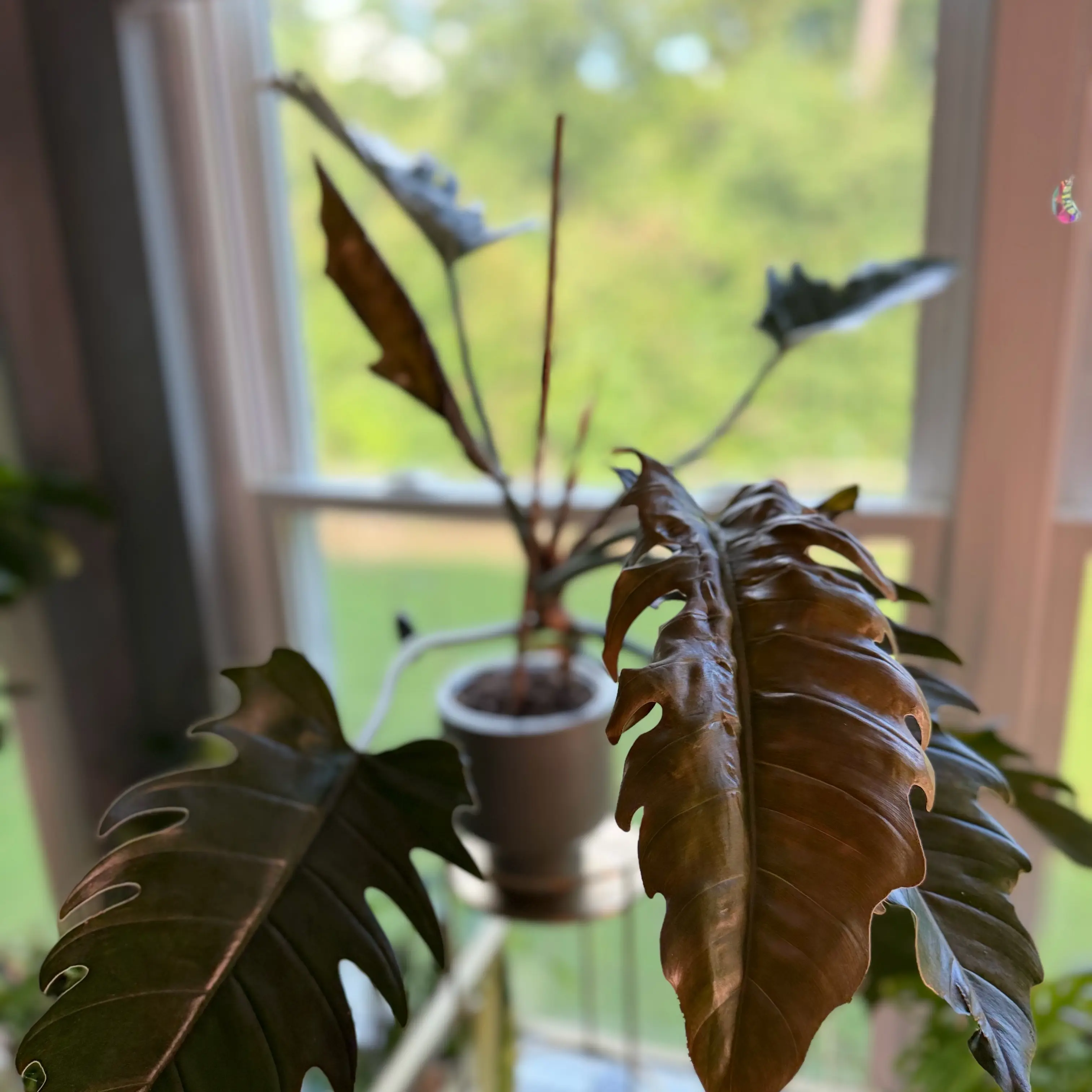 Photo of the plant species Philodendron 'Pluto' by @WonderWoman13 named Damon Carter on Greg, the plant care app