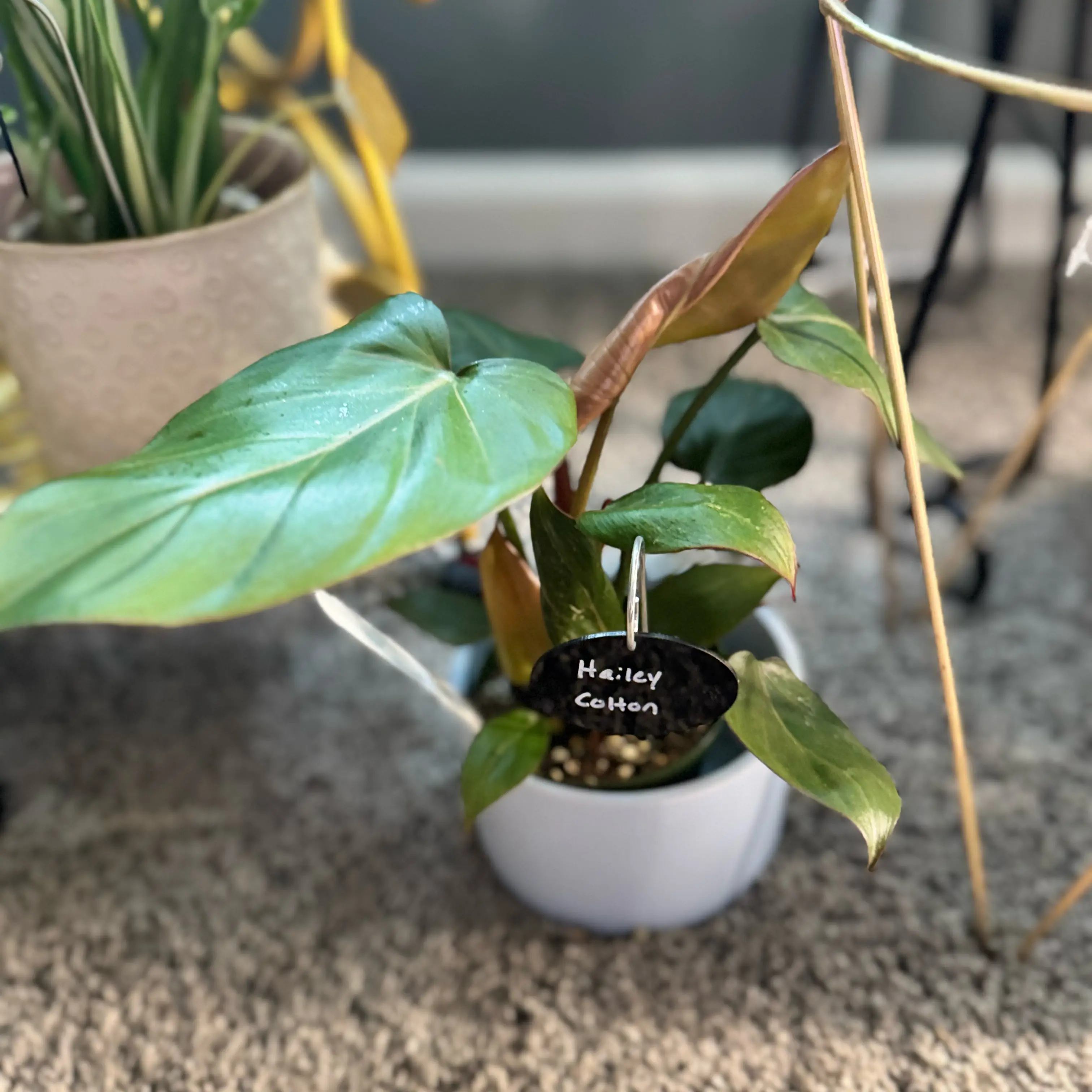 Photo of the plant species Philodendron 'Summer Glory' by @WonderWoman13 named Tiana Brown on Greg, the plant care app