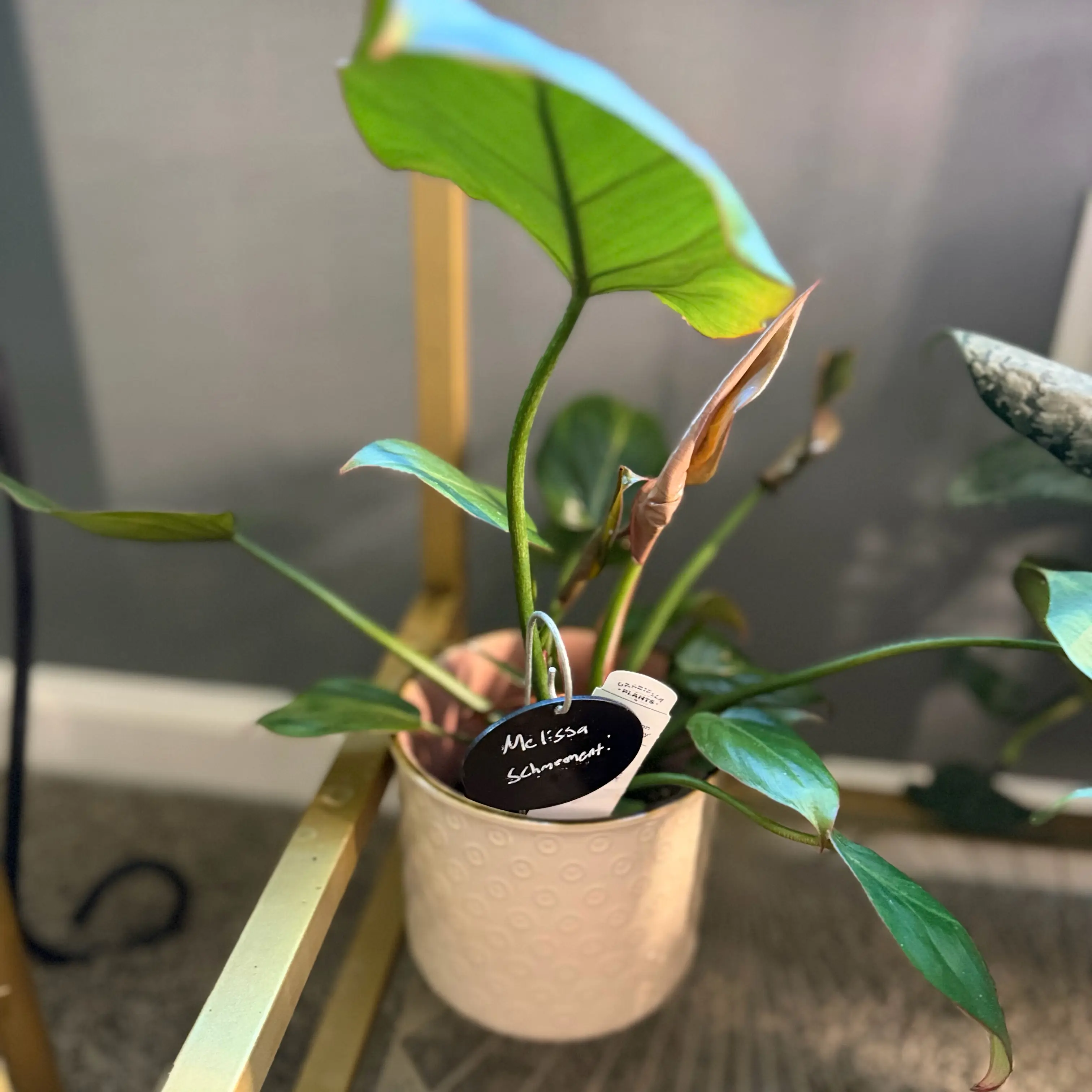 Photo of the plant species Philodendron 'Summer Glory' by @WonderWoman13 named Melissa Schemmenti on Greg, the plant care app