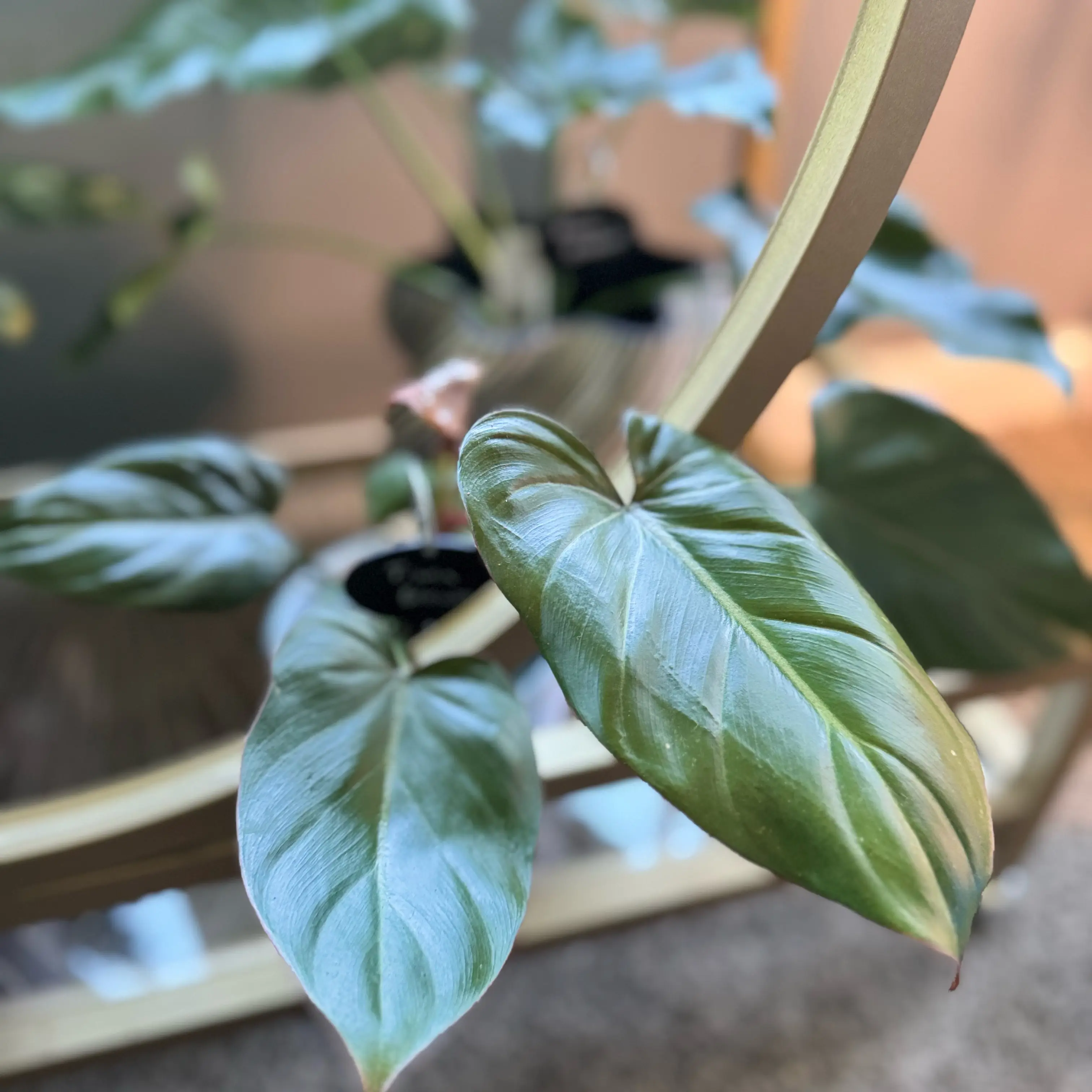 Photo of the plant species Philodendron 'Summer Glory' by @WonderWoman13 named Melissa Schemmenti on Greg, the plant care app