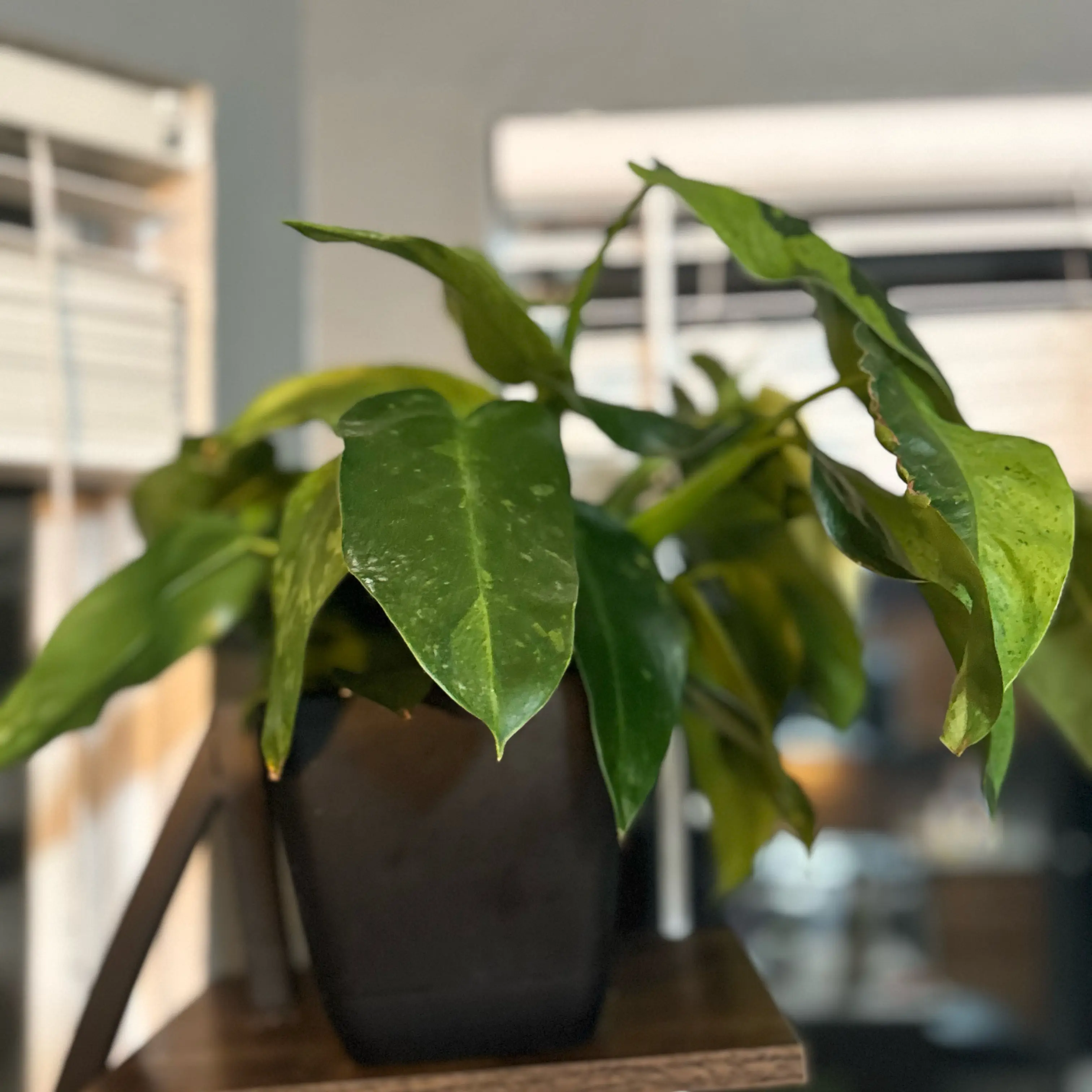 Photo of the plant species Philodendron 'Jose Buono' by @WonderWoman13 named Gregory Eddie on Greg, the plant care app