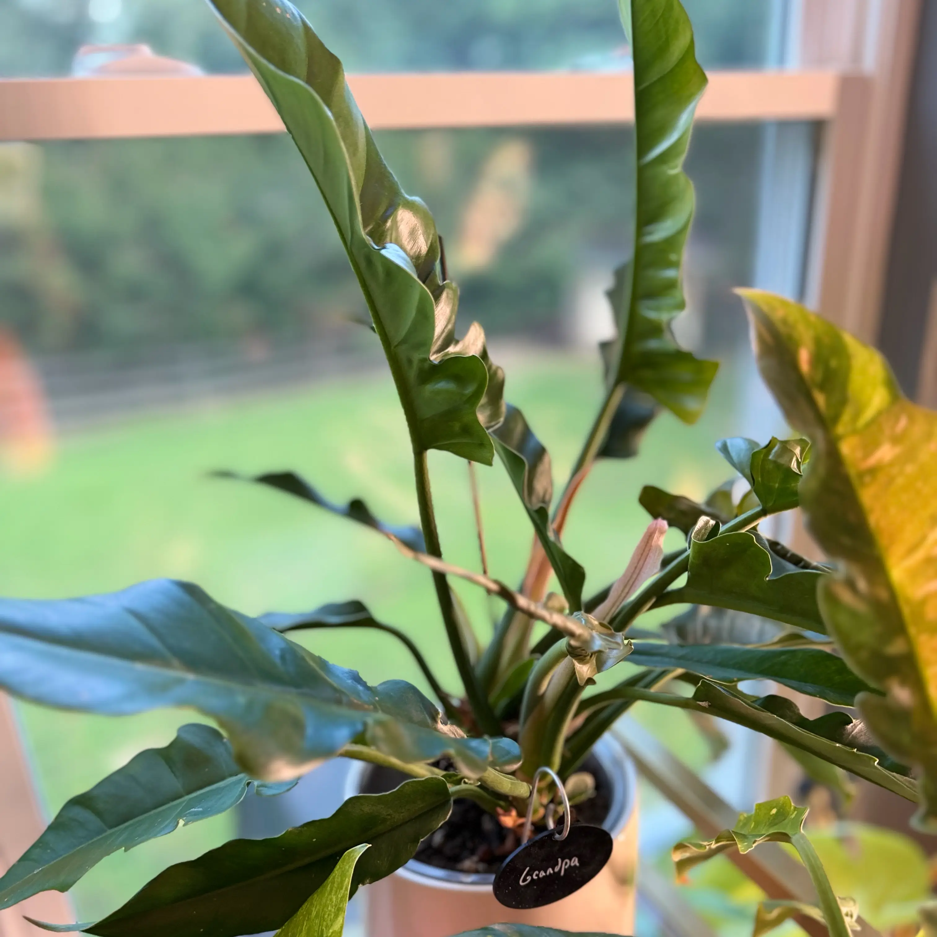Photo of the plant species Philodendron Jungle Boogie by @WonderWoman13 named Grandpa (Robert Freeman) on Greg, the plant care app