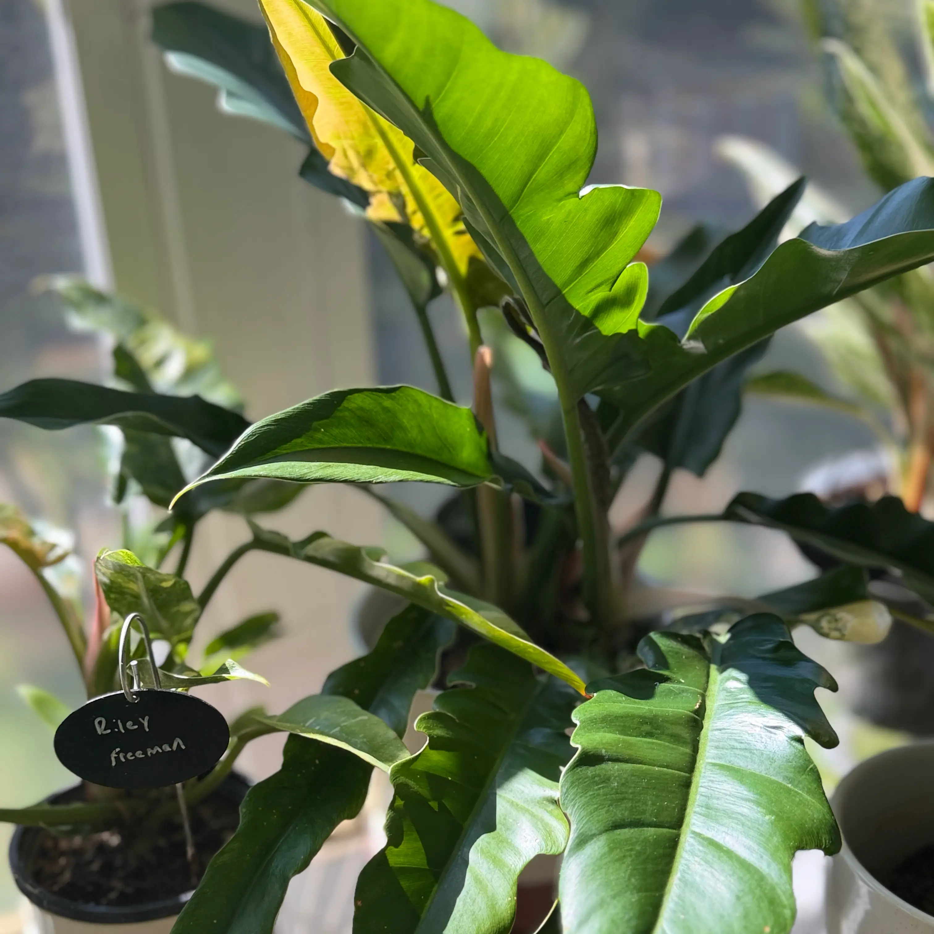 Photo of the plant species Philodendron Jungle Boogie by @WonderWoman13 named Grandpa (Robert Freeman) on Greg, the plant care app