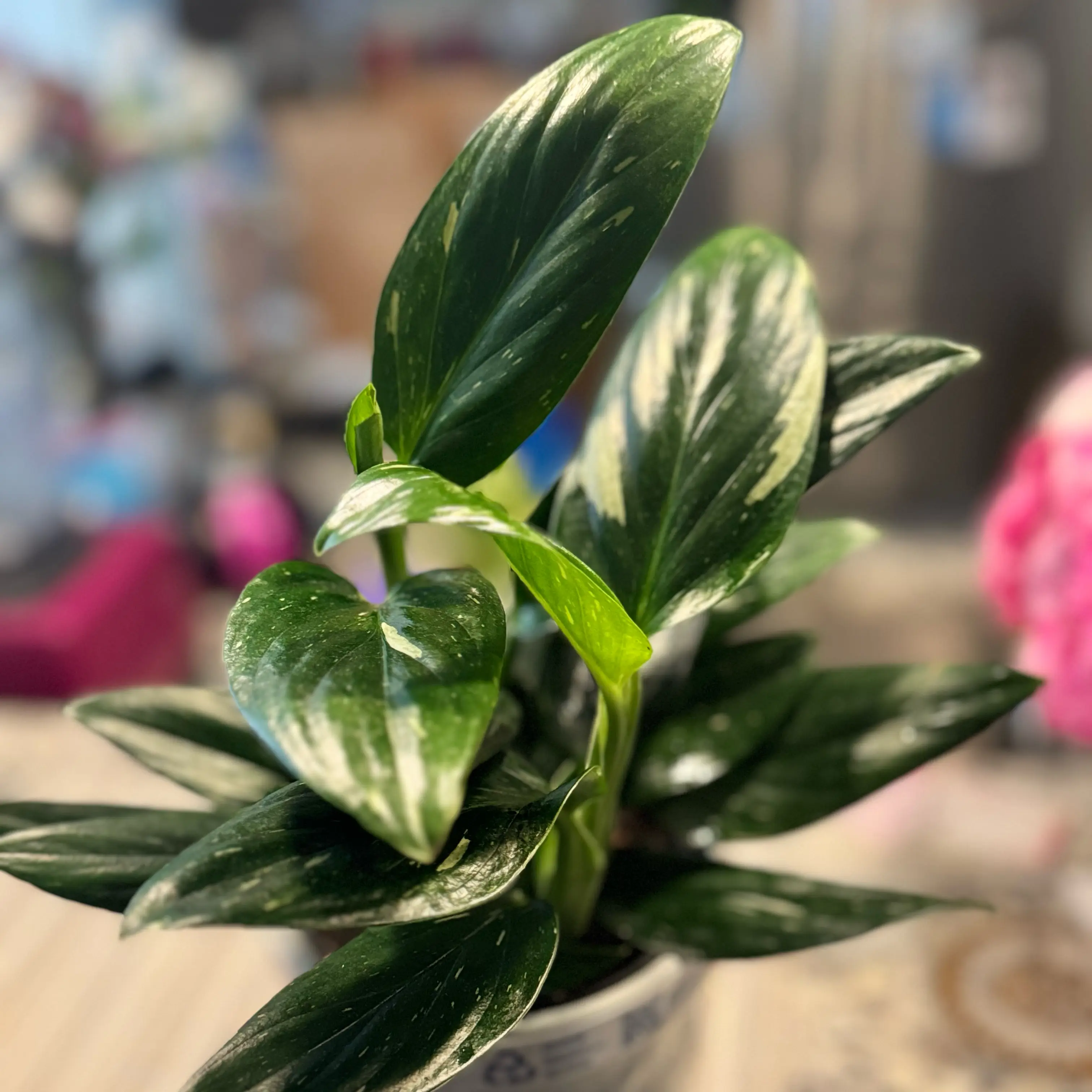 Photo of the plant species Cobra Monstera by @WonderWoman13 named Nella Rogers on Greg, the plant care app
