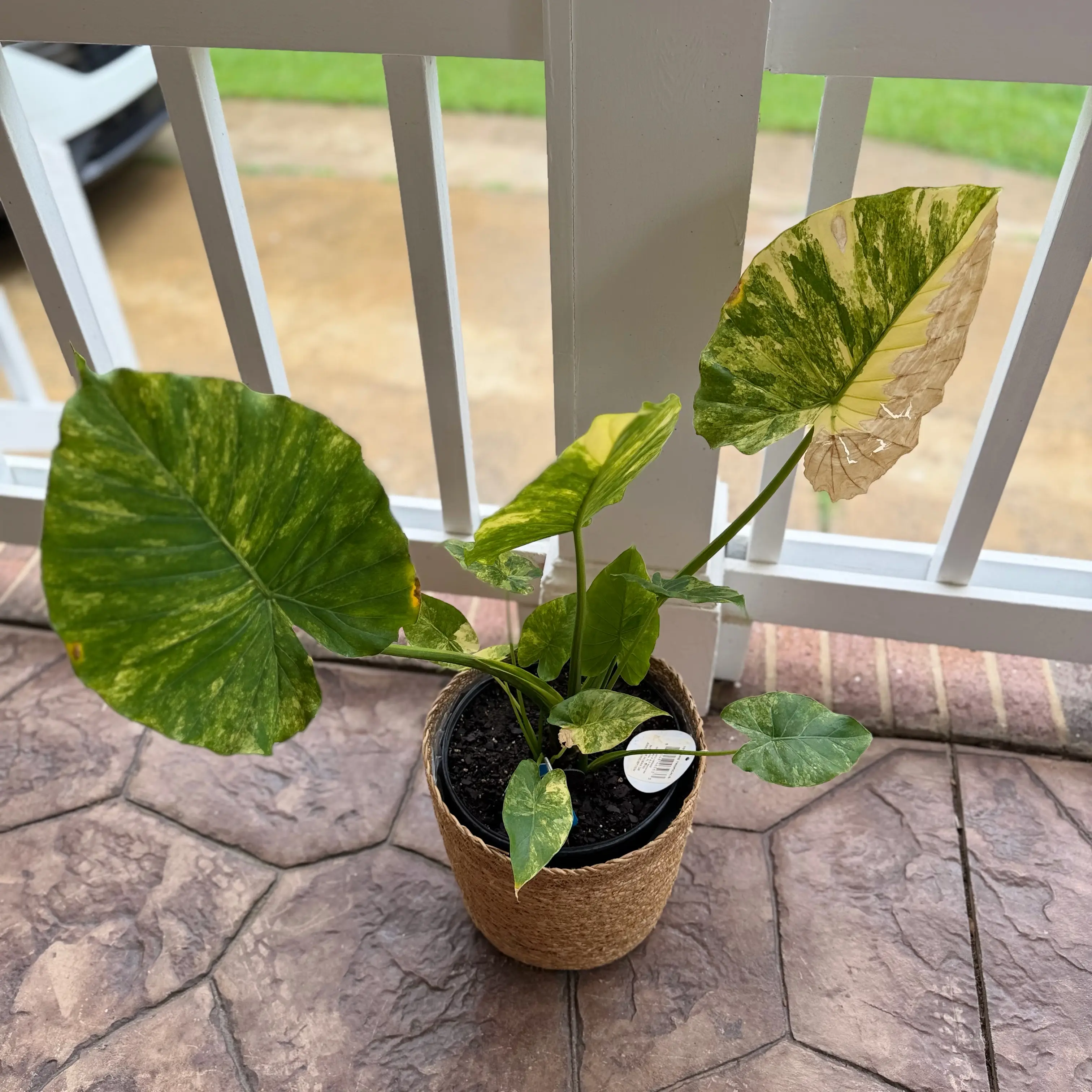 Photo of the plant species Alocasia Gageana Aurea Variegata by @WonderWoman13 named Jax Stewart on Greg, the plant care app