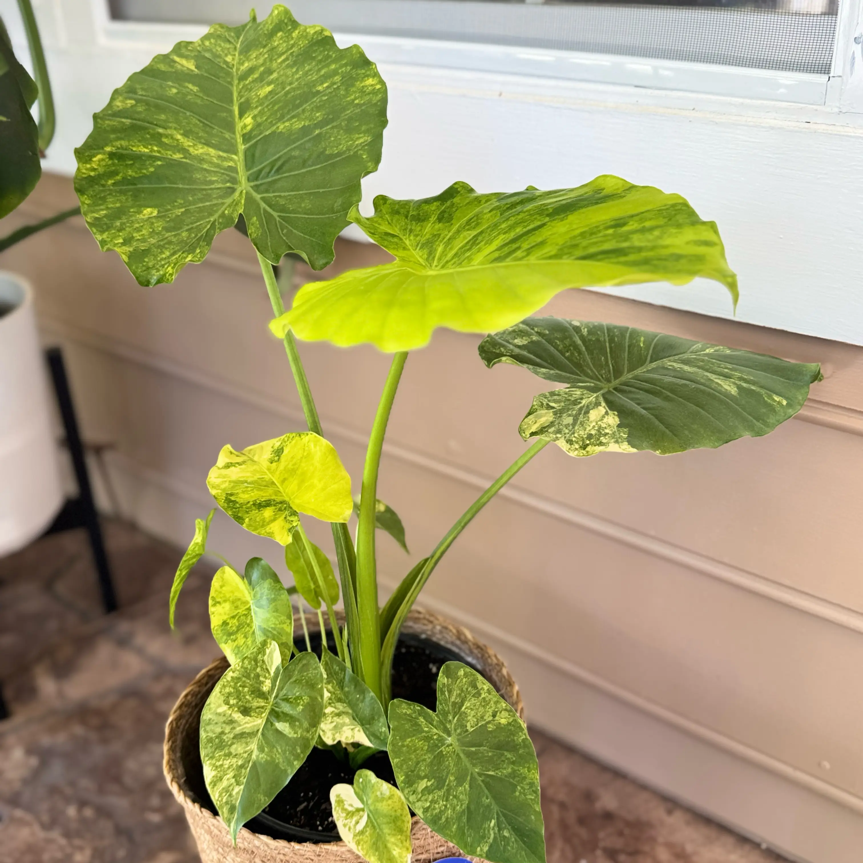 Photo of the plant species Alocasia Gageana Aurea Variegata by @WonderWoman13 named Jax Stewart on Greg, the plant care app