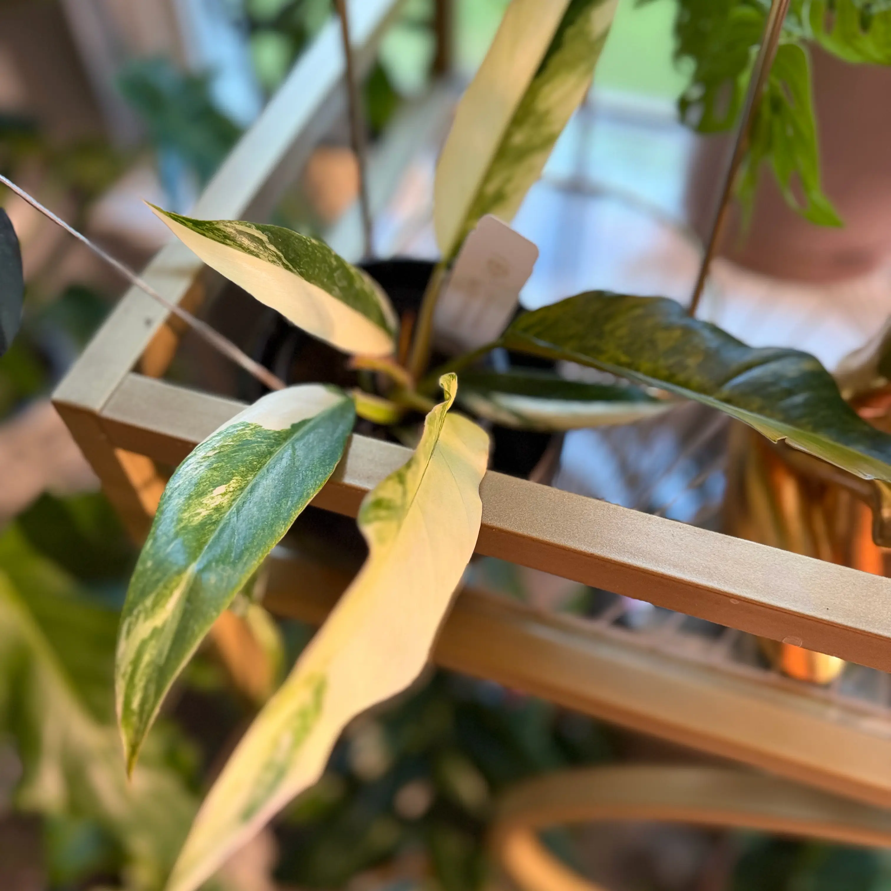 Photo of the plant species Carmel Marble Philodendron by @WonderWoman13 named Lewis Stewart on Greg, the plant care app