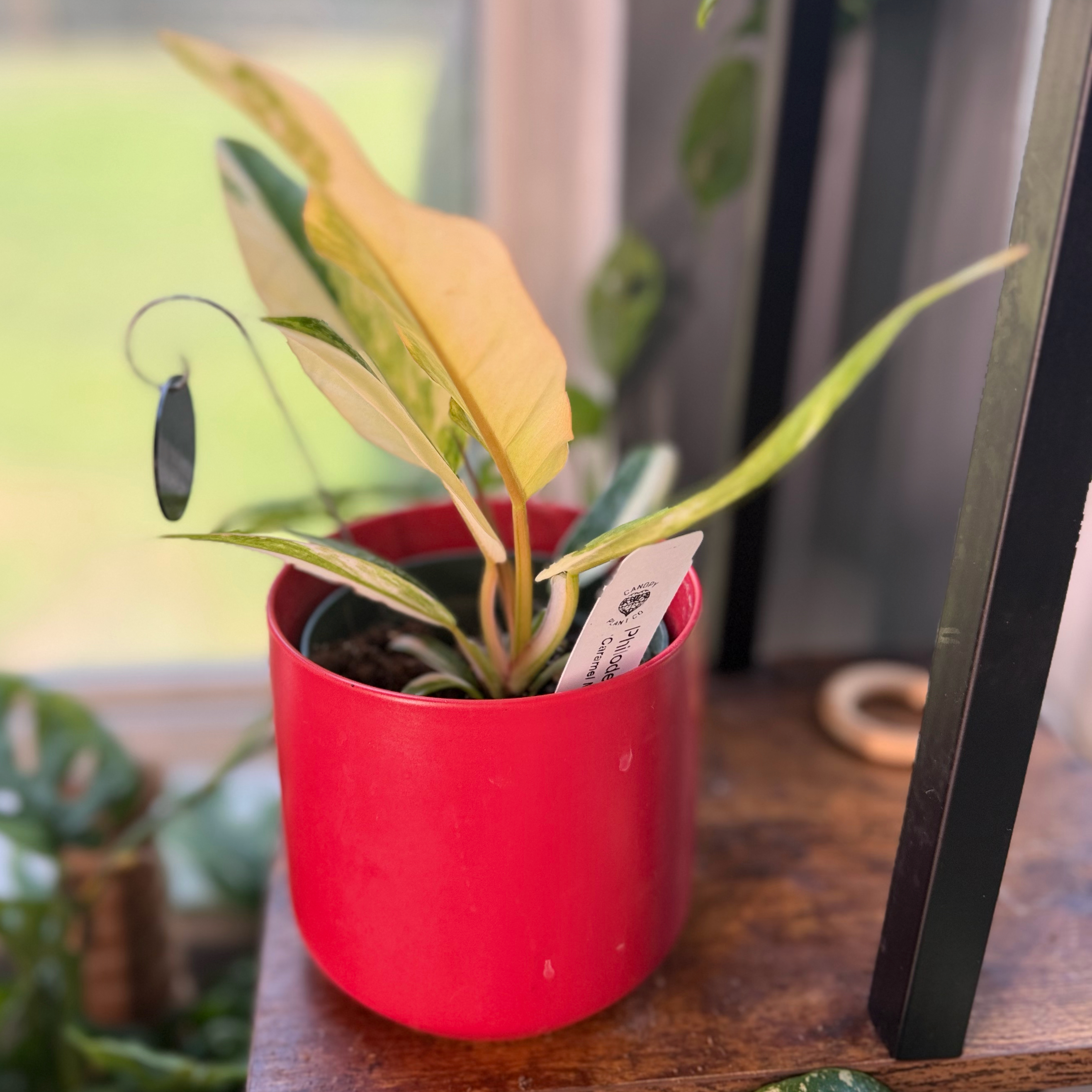 Photo of the plant species Carmel Marble Philodendron by @WonderWoman13 named Lewis Stewart on Greg, the plant care app