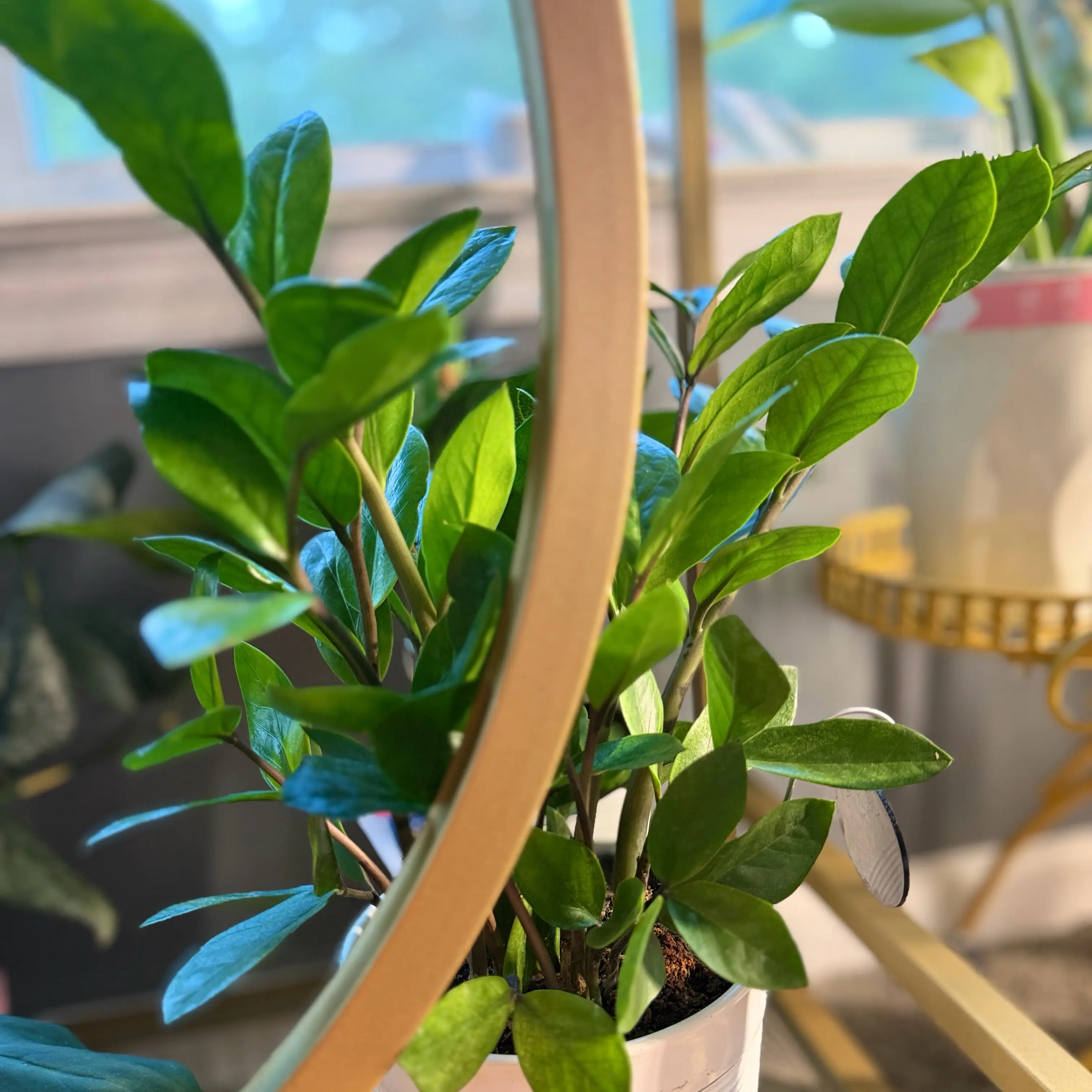 Photo of the plant species Chameleon ZZ Plant by @WonderWoman13 named Sophia Burset on Greg, the plant care app