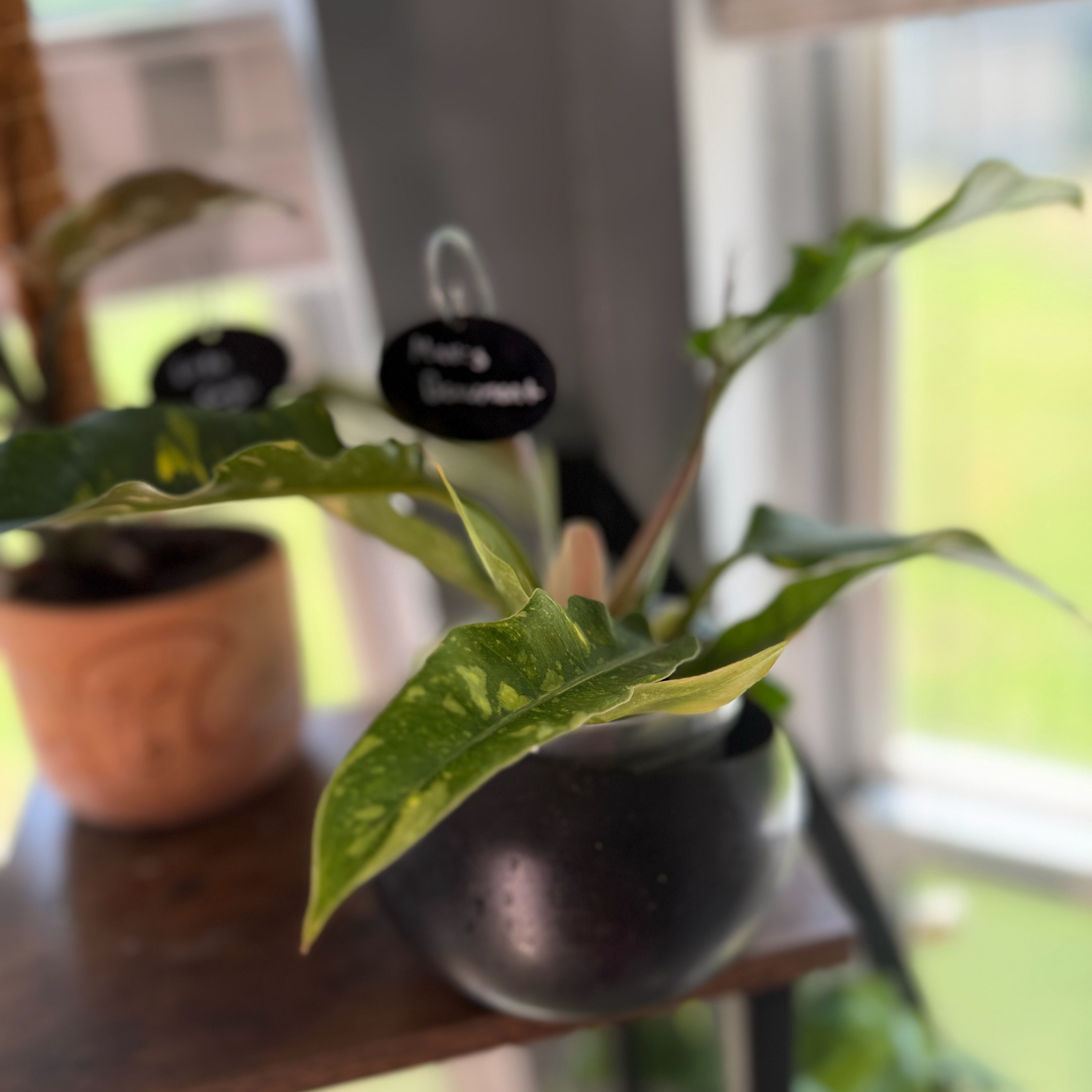 Photo of the plant species Philodendron Ring Of Fire by @WonderWoman13 named Mavis Beaumont on Greg, the plant care app