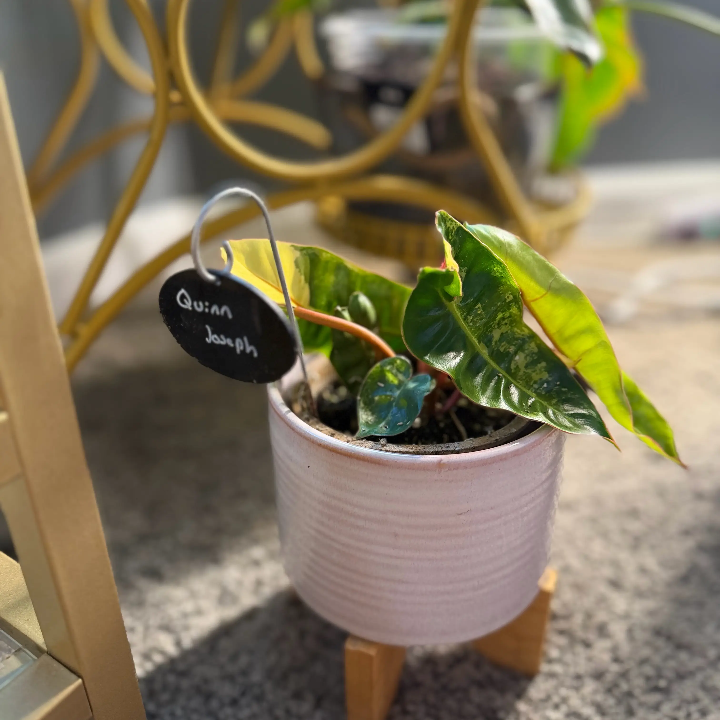 Photo of the plant species Variegated Philodendron Billietiae by @WonderWoman13 named Quinn Joseph on Greg, the plant care app
