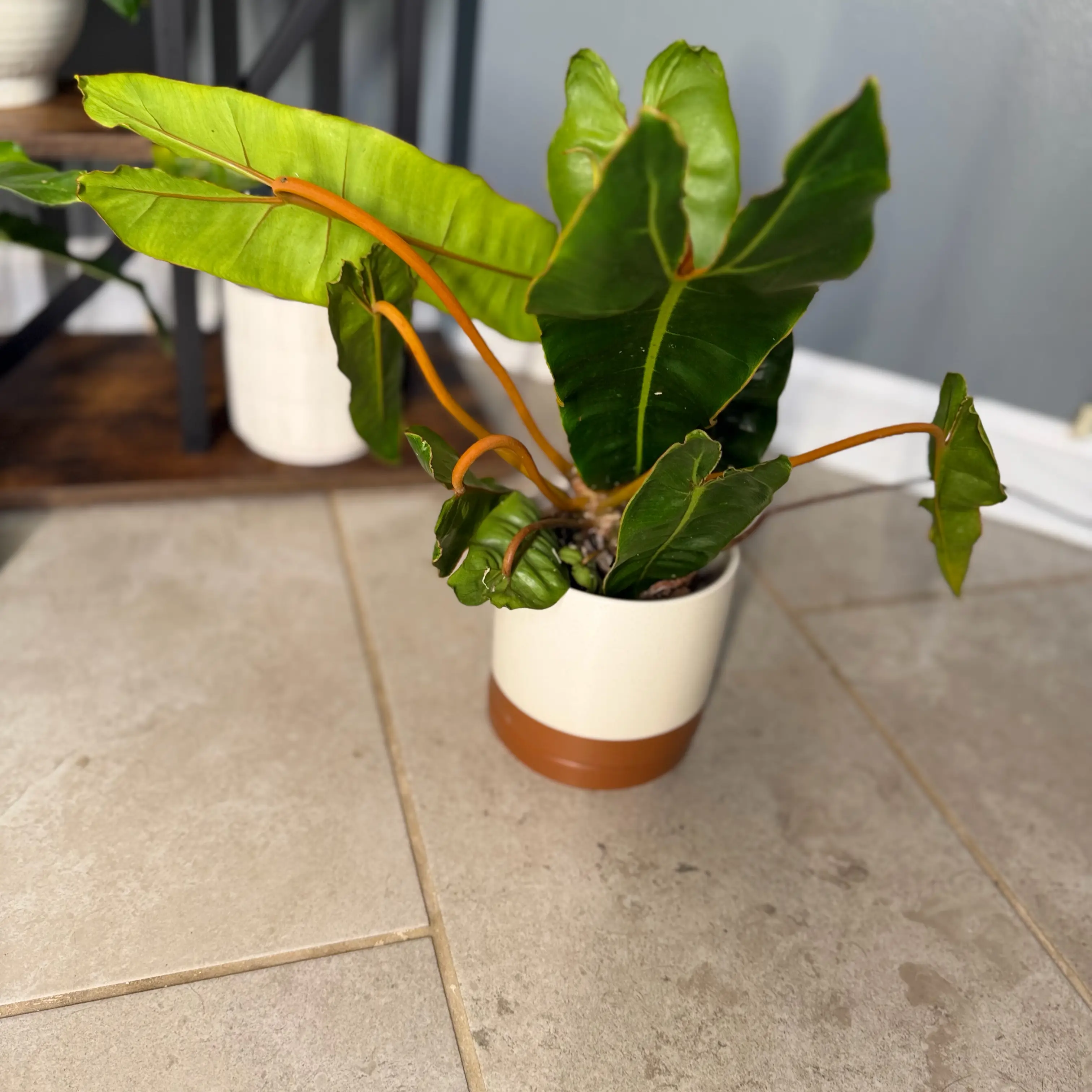 Photo of the plant species Philodendron billietiae by @WonderWoman13 named Lavender on Greg, the plant care app