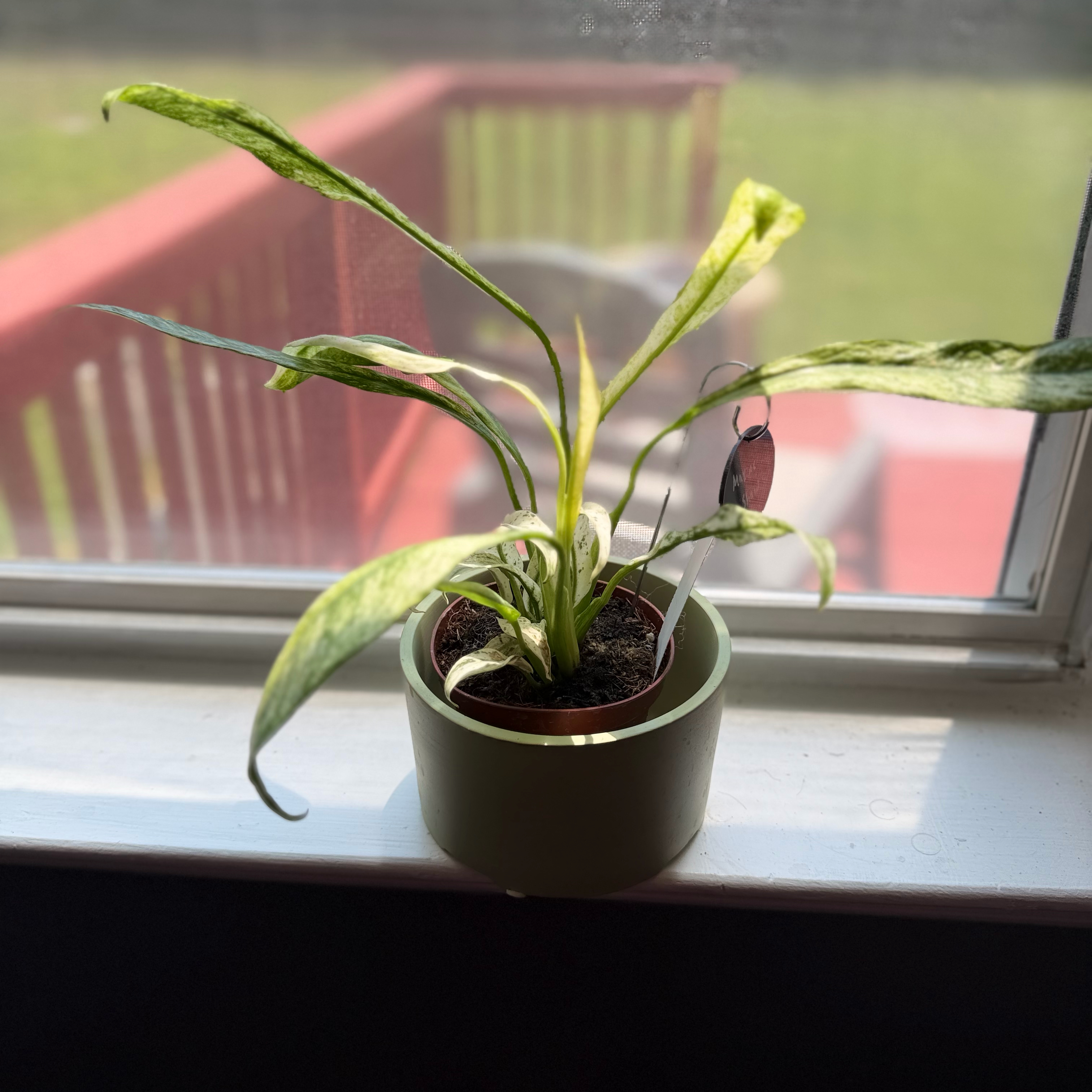 Photo of the plant species Epipremnum giganteum by @WonderWoman13 named Maxine Shaw on Greg, the plant care app