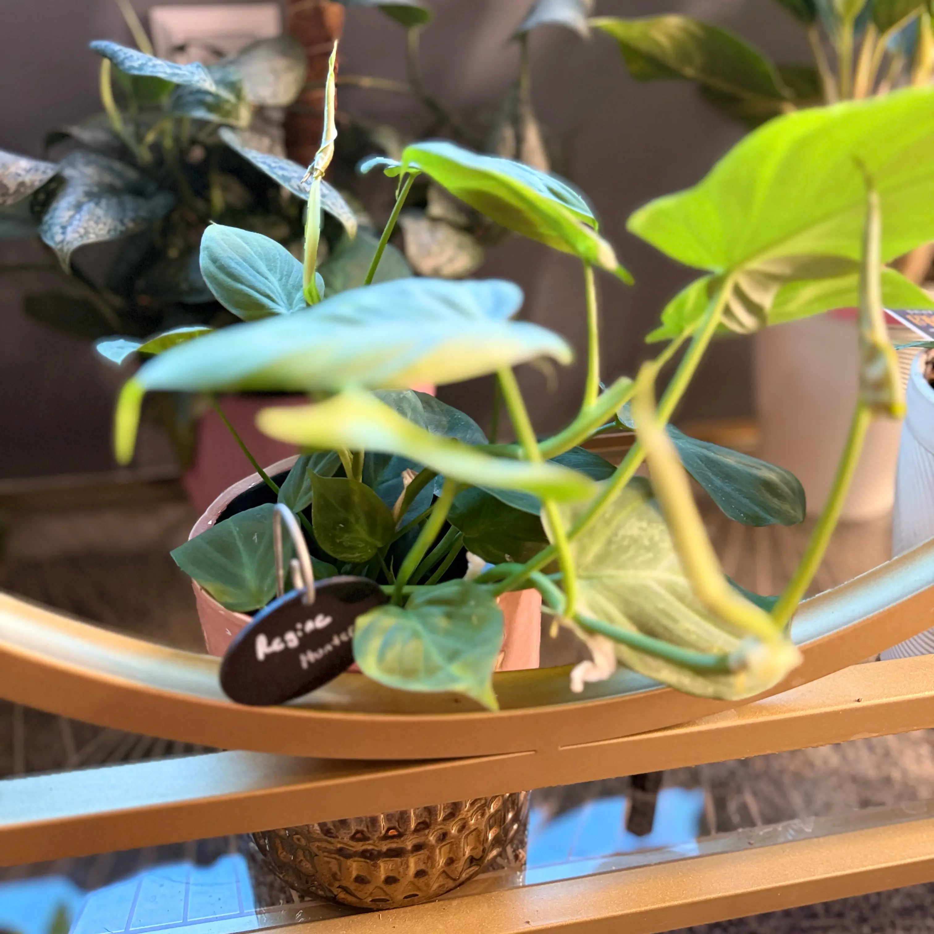 Photo of the plant species Camposportoanum Velvet Shield by @WonderWoman13 named Regine Hunter on Greg, the plant care app
