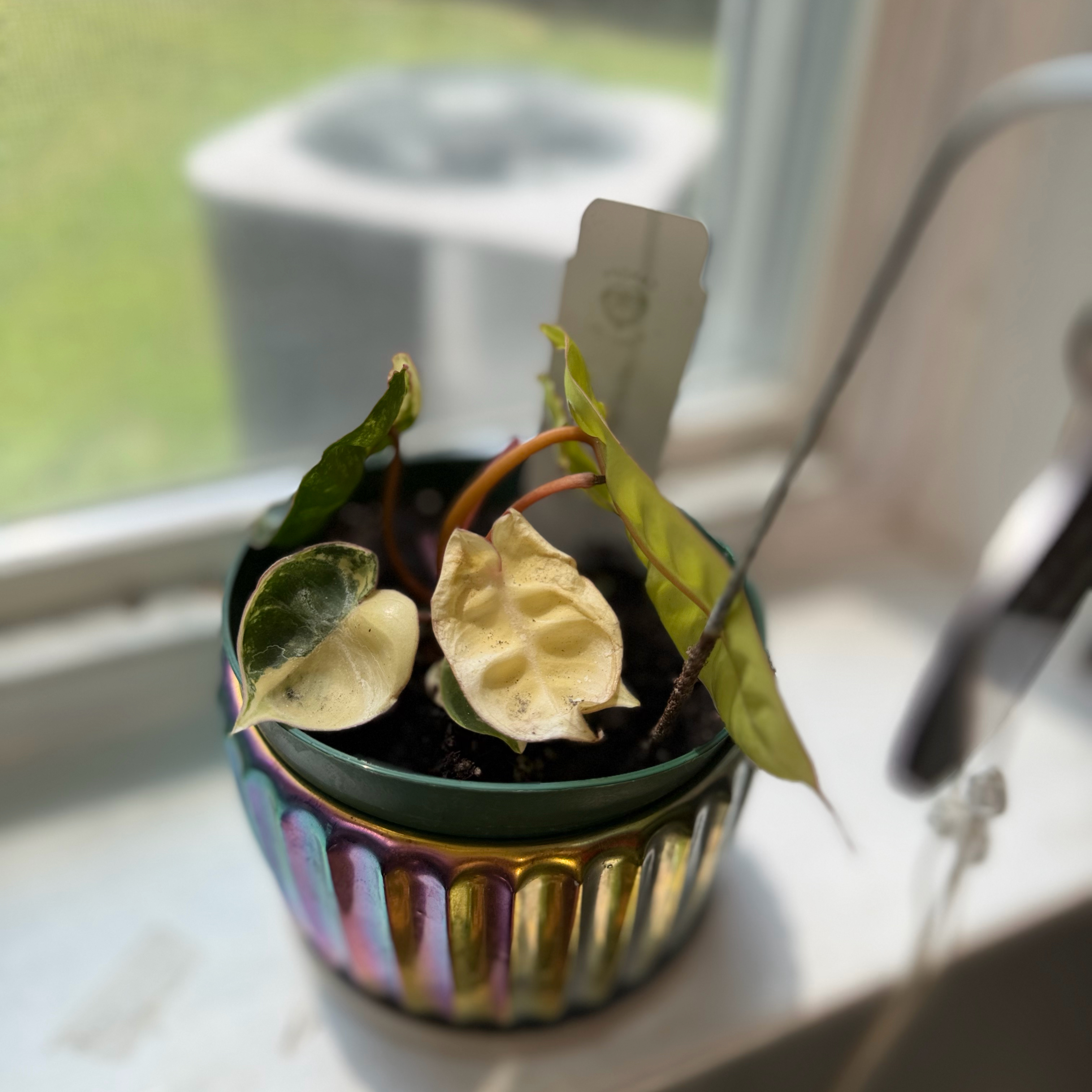 Photo of the plant species Variegated Philodendron Billietiae by @WonderWoman13 named Needs new name on Greg, the plant care app