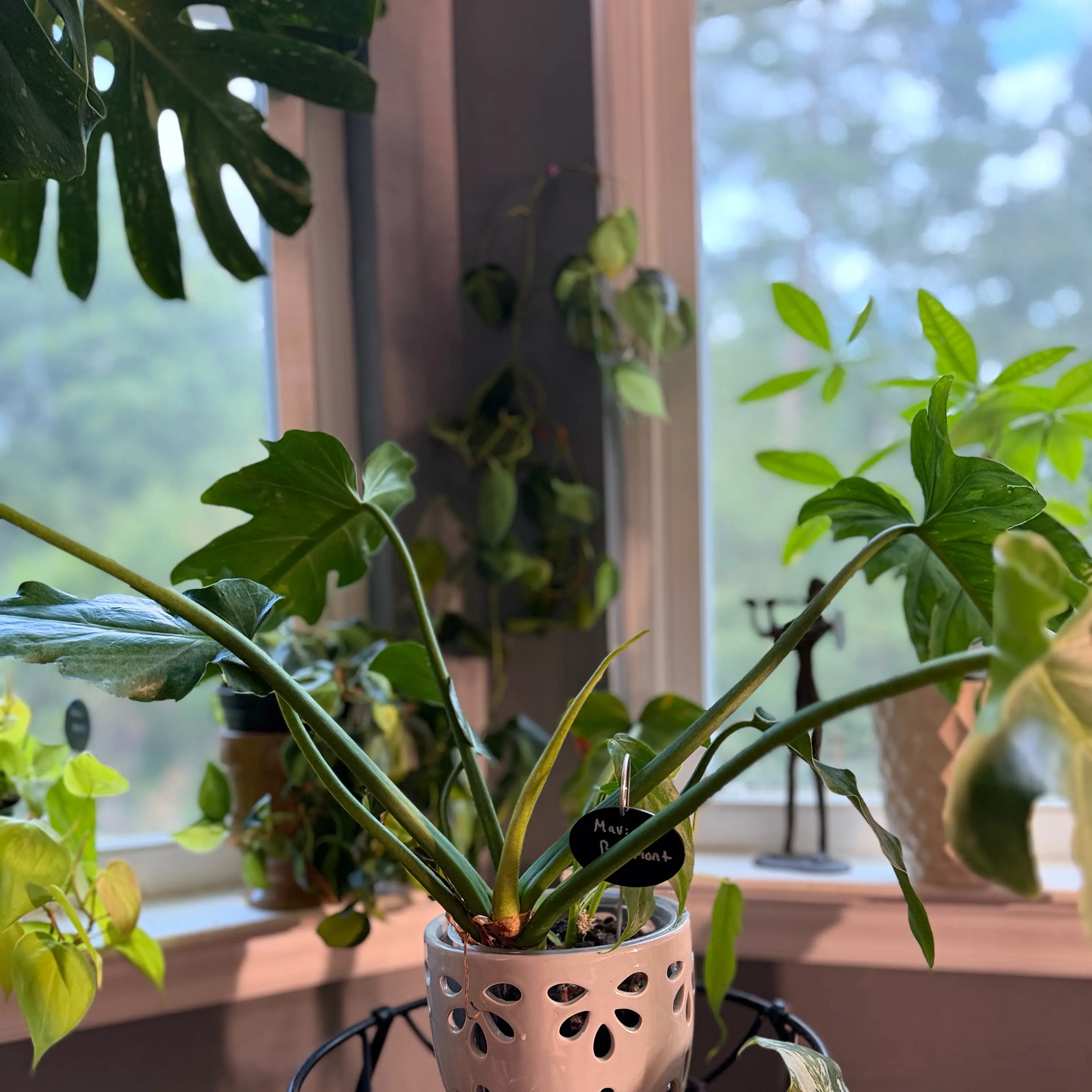 Photo of the plant species Philodendron mayoi by @WonderWoman13 named Mavis Beaumont on Greg, the plant care app
