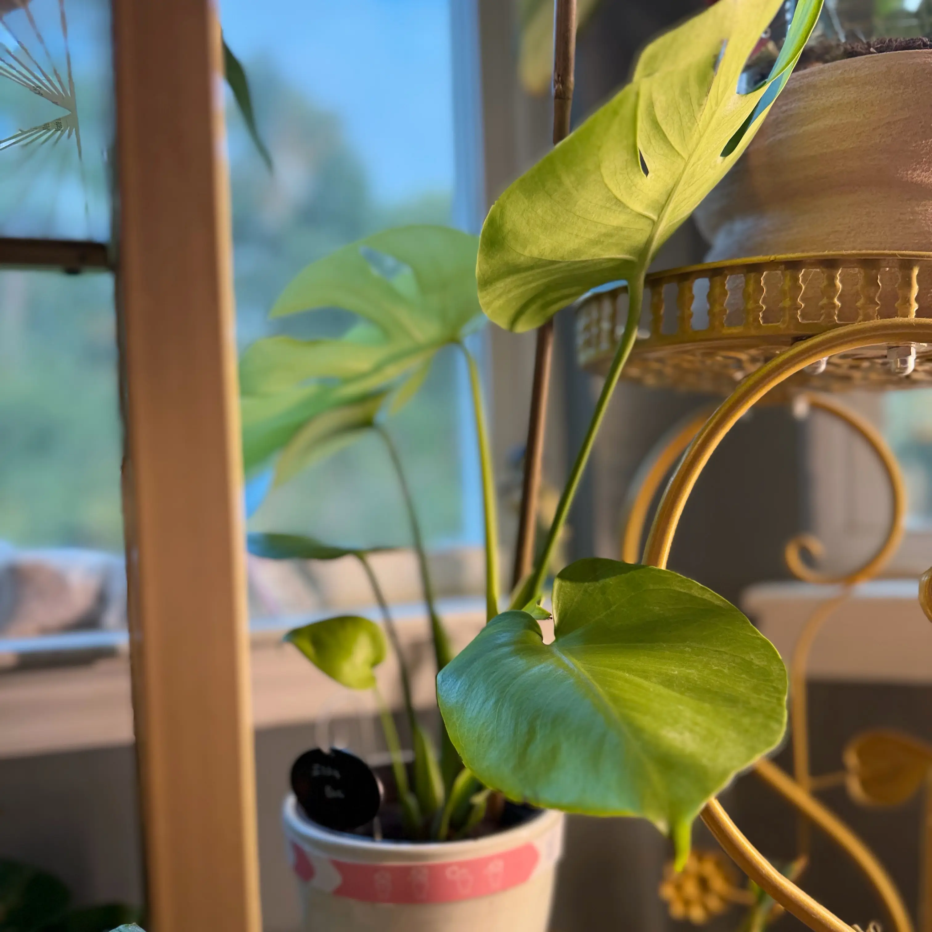 Photo of the plant species Golden Compact Monstera by @WonderWoman13 named Issa Dee on Greg, the plant care app