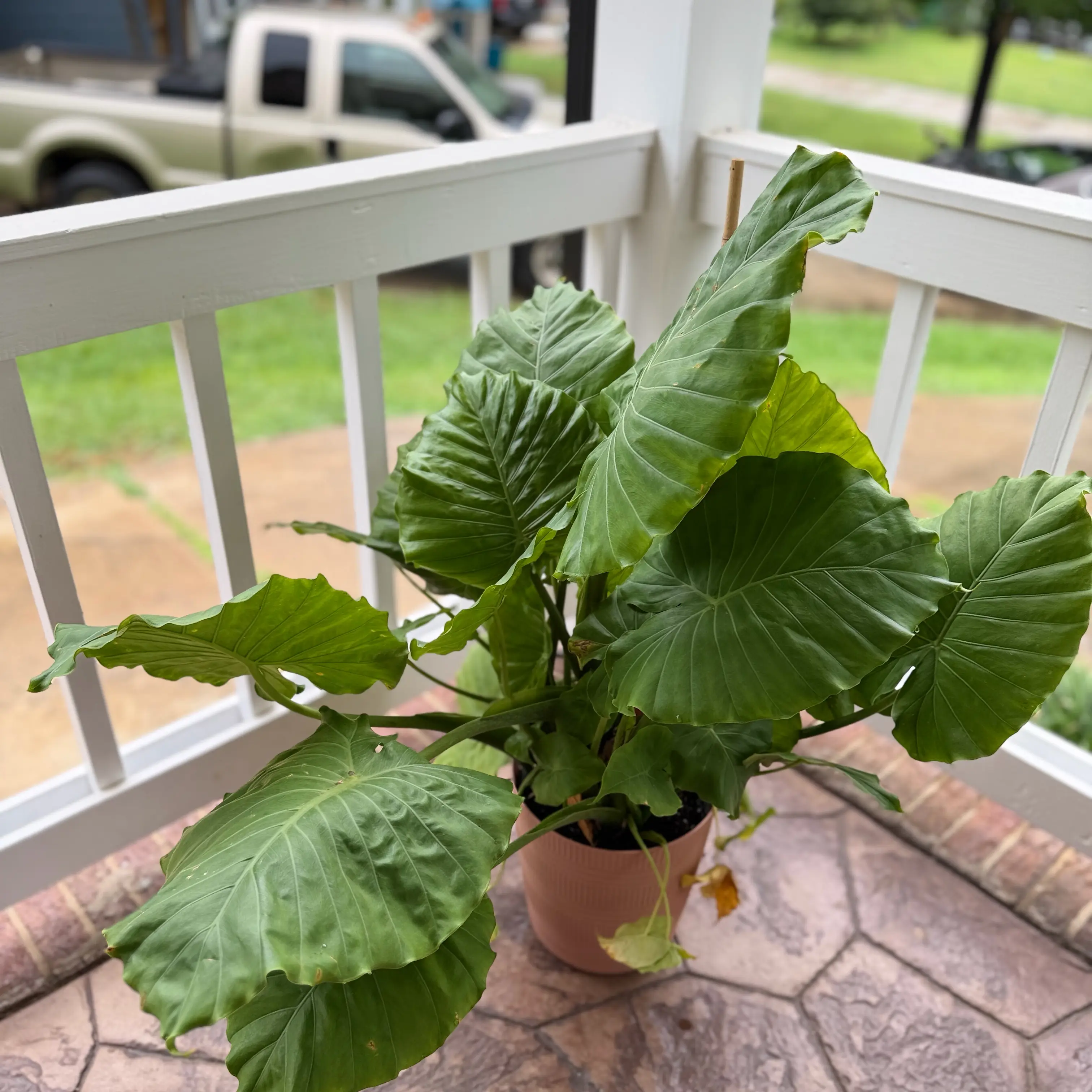 Photo of the plant species Alocasia gagaena 'California' by @WonderWoman13 named Misty Knight on Greg, the plant care app