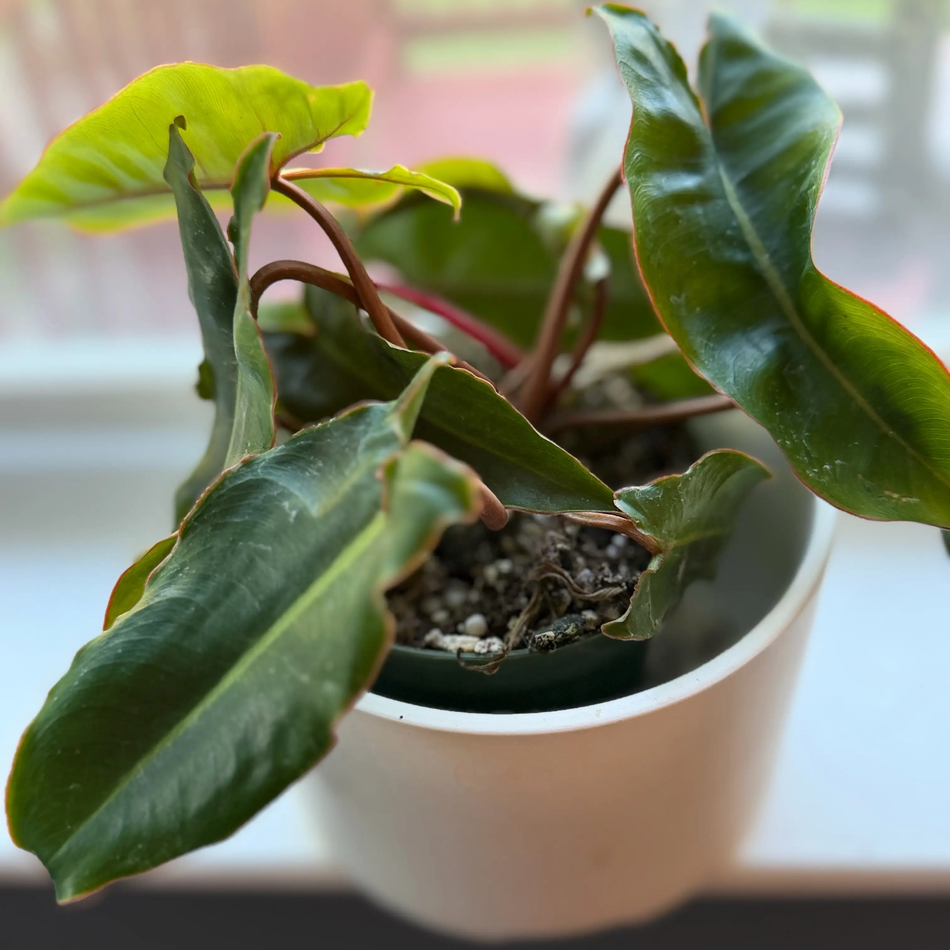 Photo of the plant species Philodendron billietiae by @WonderWoman13 named Kyle Barker on Greg, the plant care app